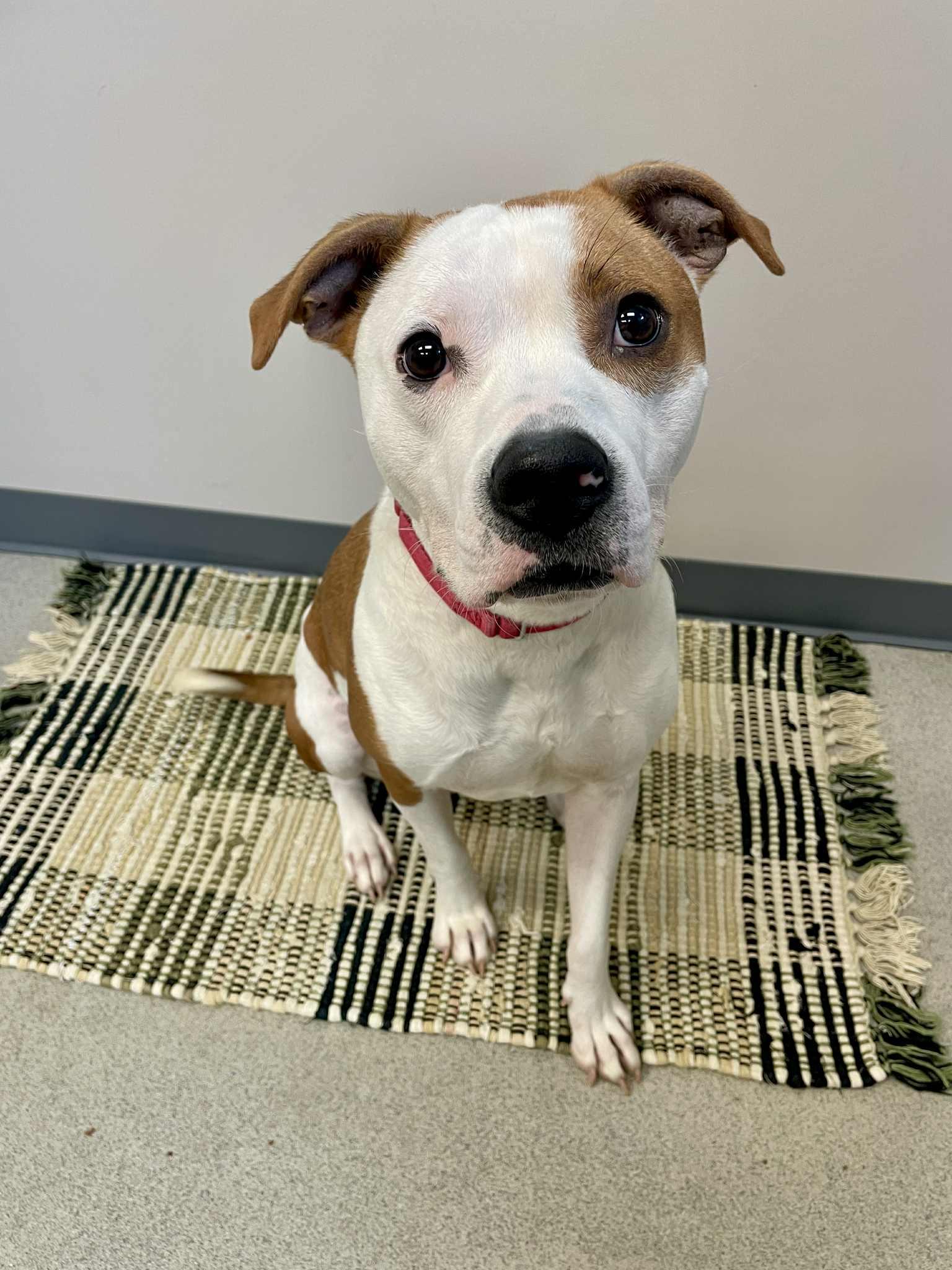 Milo, an adoptable Pit Bull Terrier in Waterloo, IA, 50703 | Photo Image 6