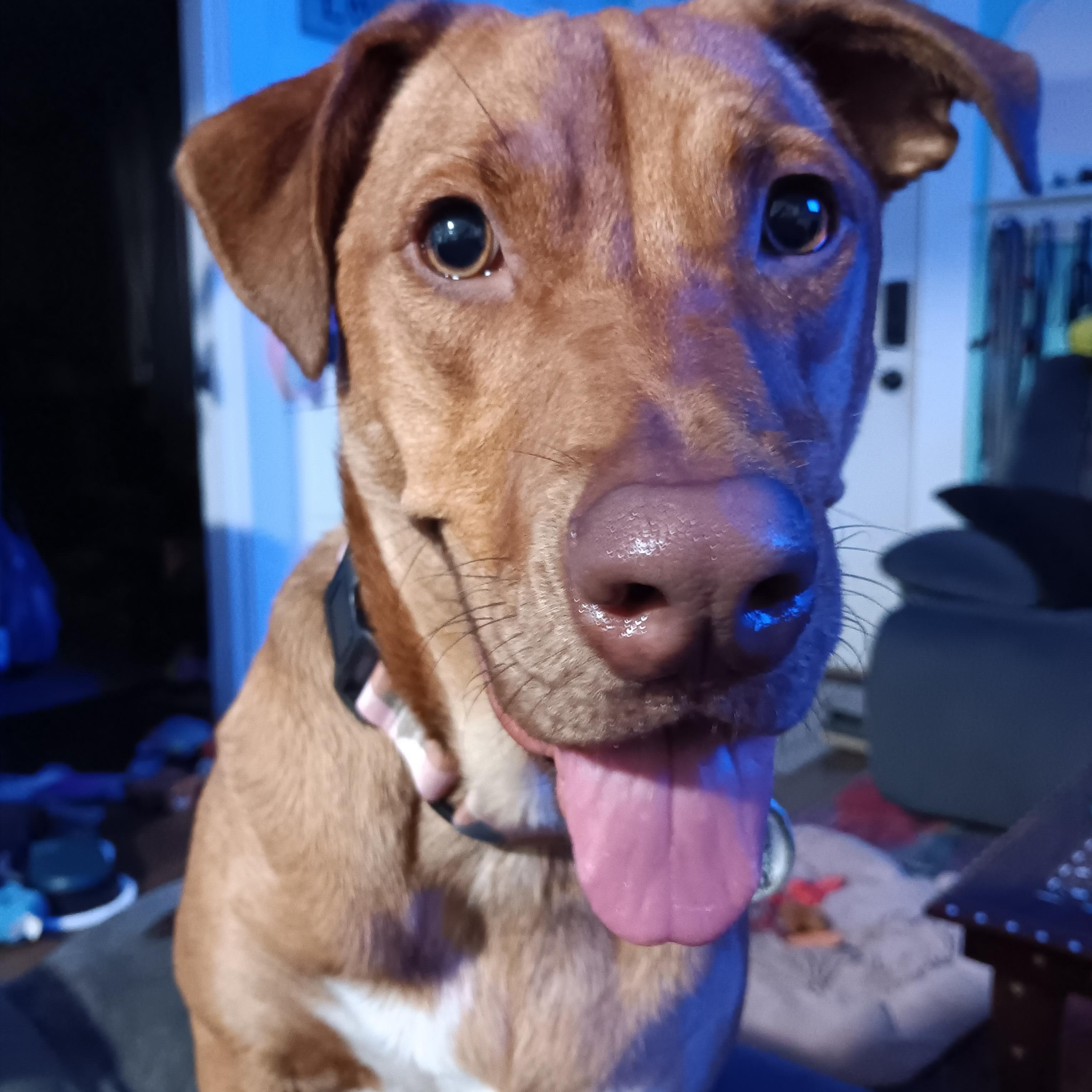 Enlarge Sadie, a Adopted mixed breed in Eugene, OR image 6/6