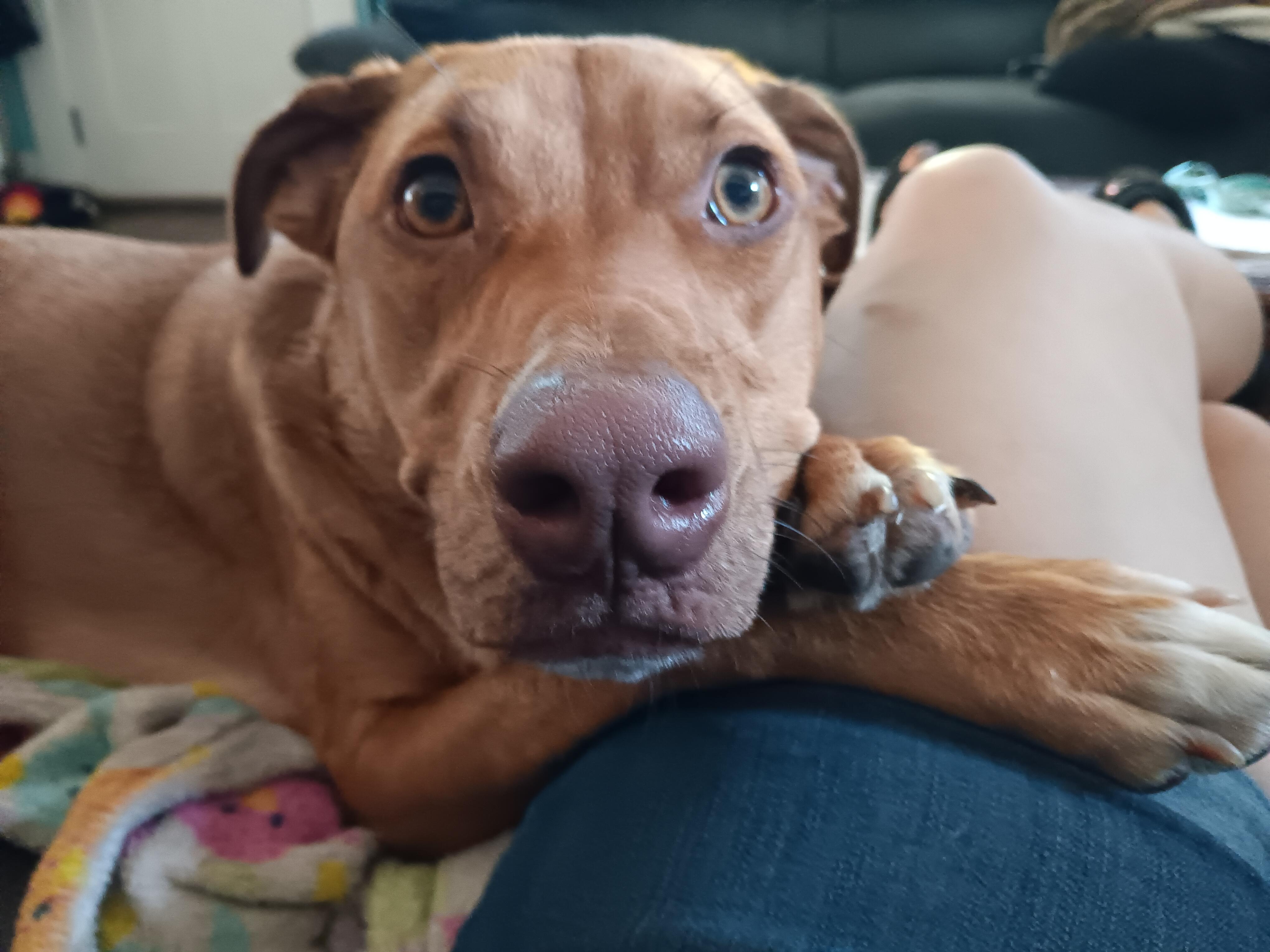 Enlarge Sadie, a Adopted mixed breed in Eugene, OR image 3/6