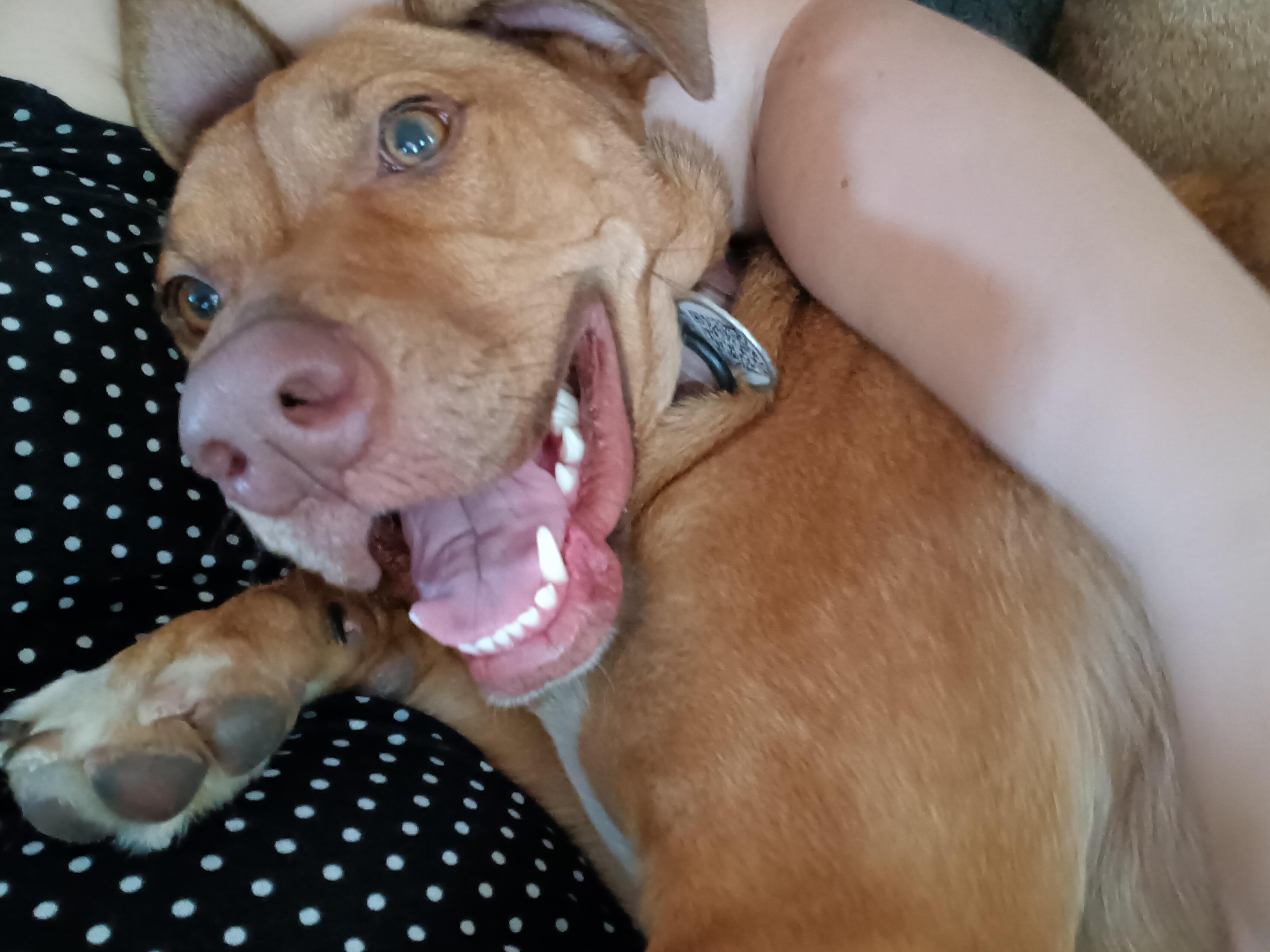 Enlarge Sadie, a Adopted mixed breed in Eugene, OR image 5/6