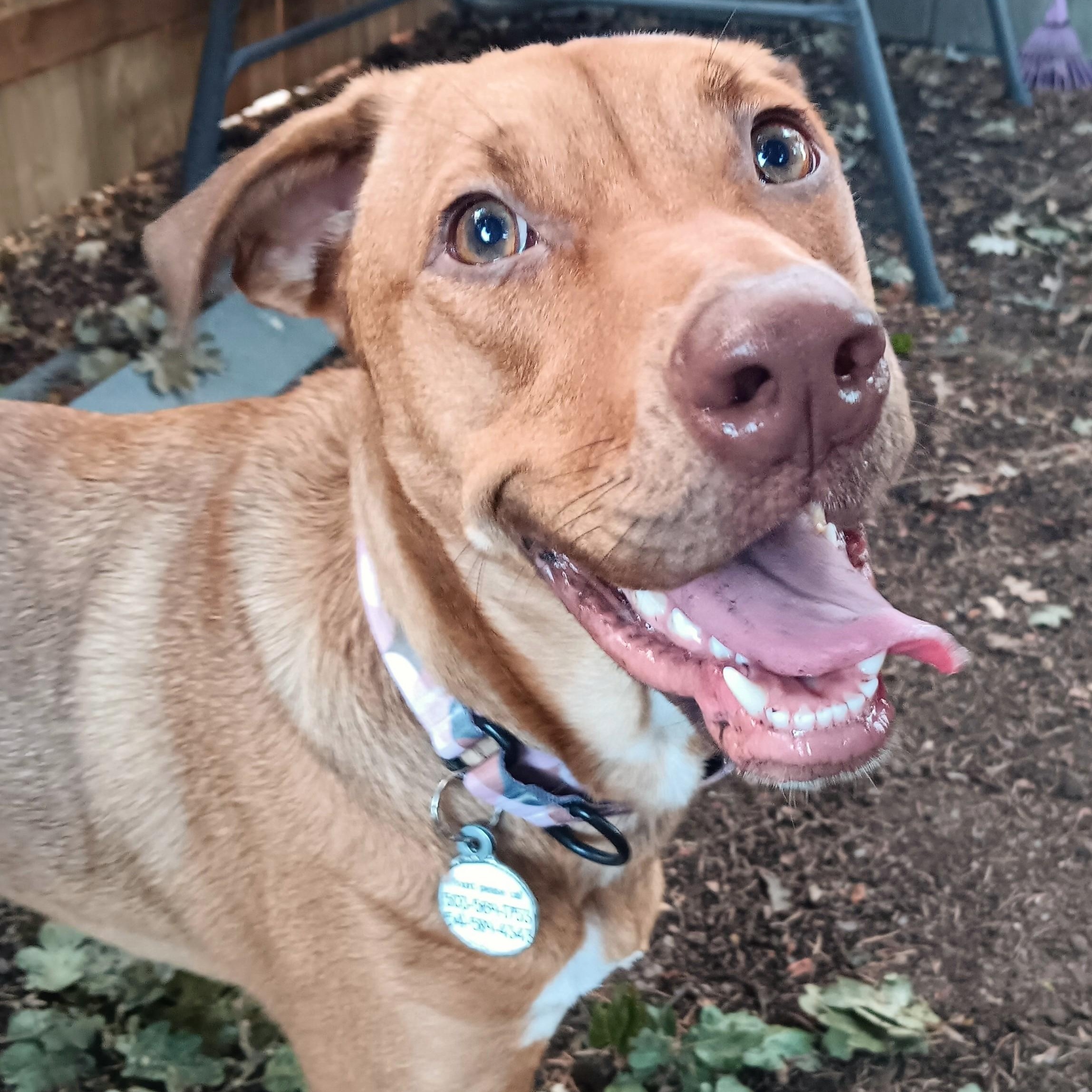 Enlarge Sadie, a Adopted mixed breed in Eugene, OR image 1/6