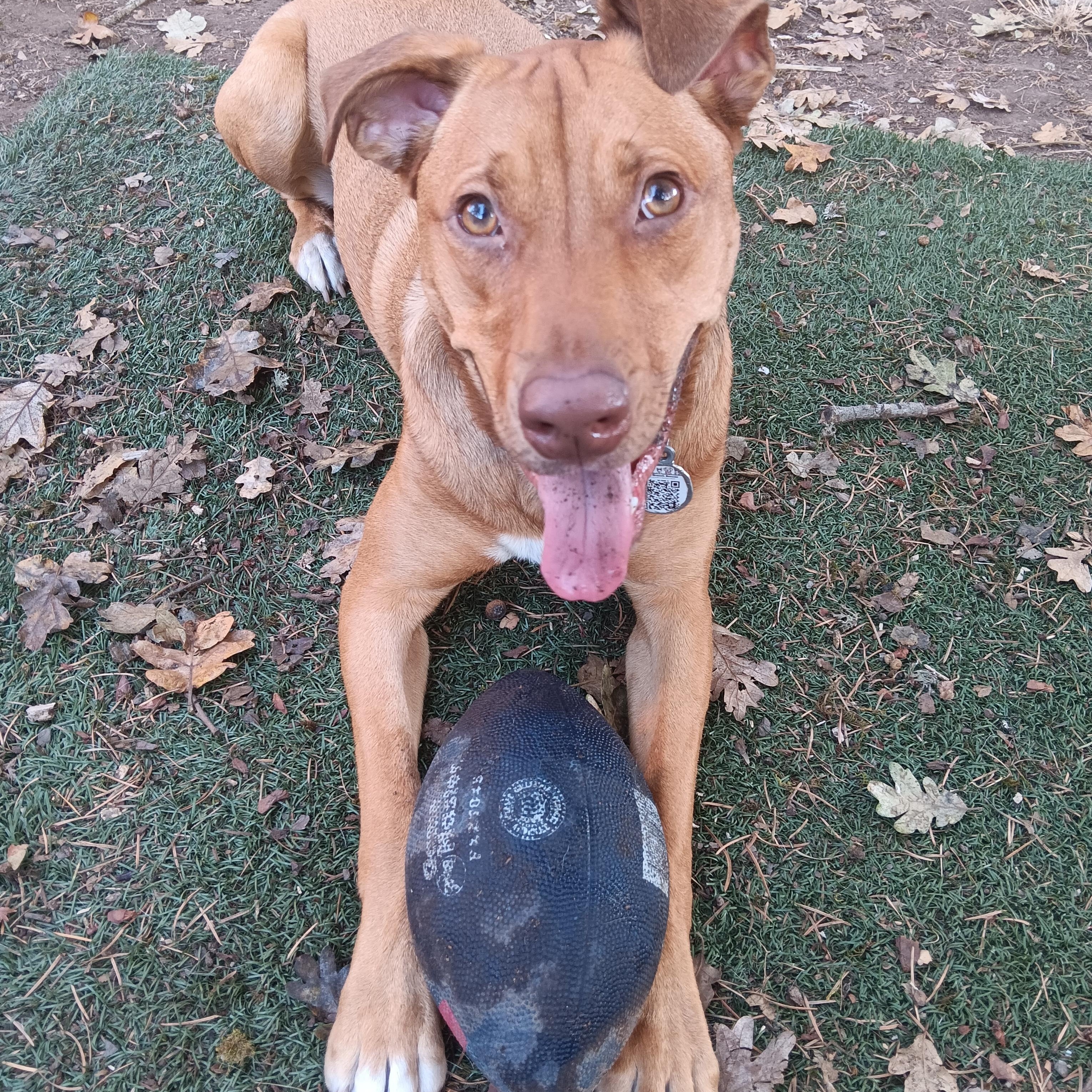 Enlarge Sadie, a Adopted mixed breed in Eugene, OR image 2/6