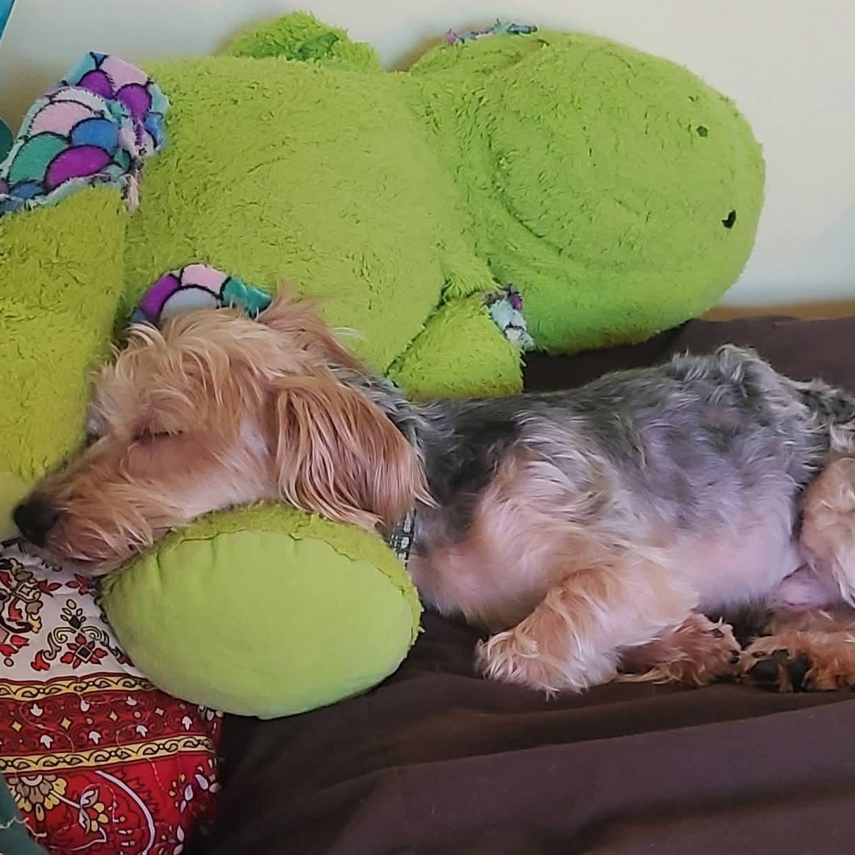 Enlarge Chewy, a ADOPTABLE mixed breed in Mount Bethel, PA image 4/6