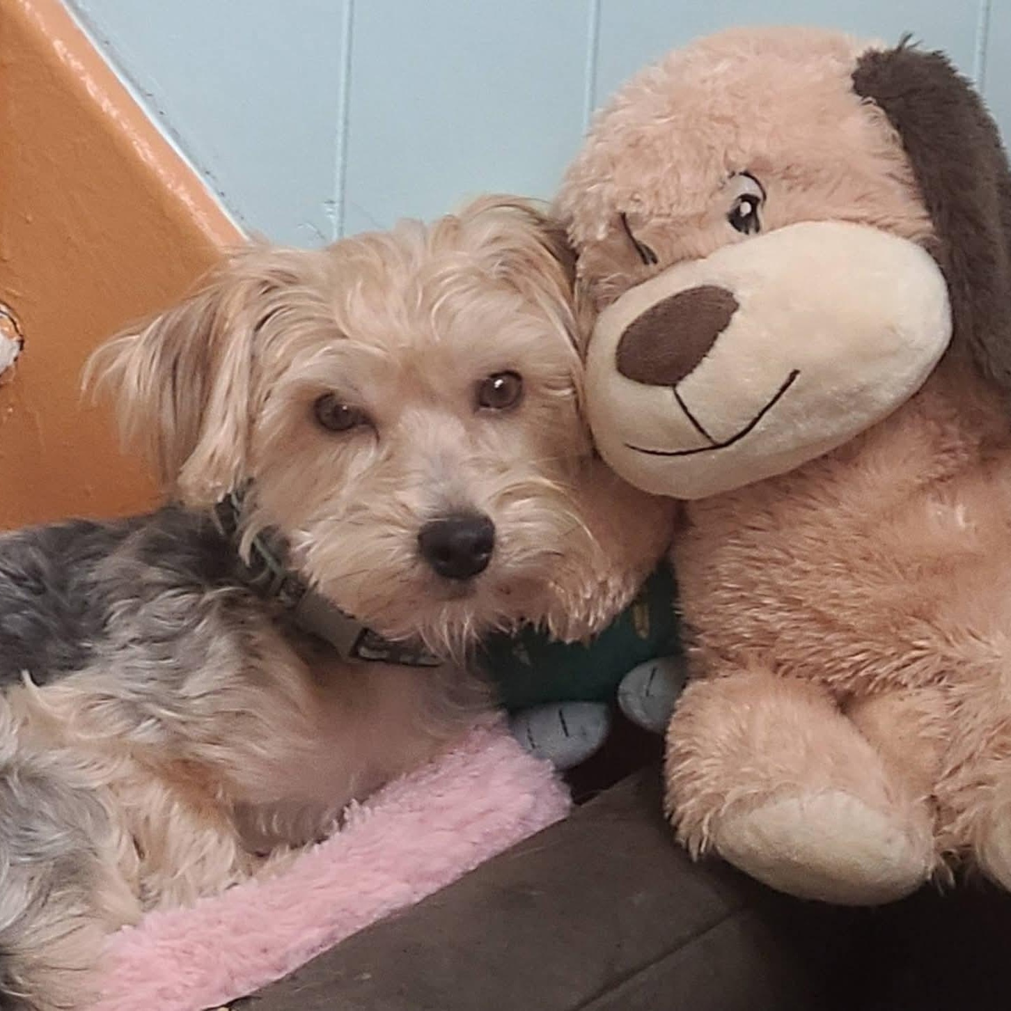 Enlarge Chewy, a ADOPTABLE mixed breed in Mount Bethel, PA image 2/6