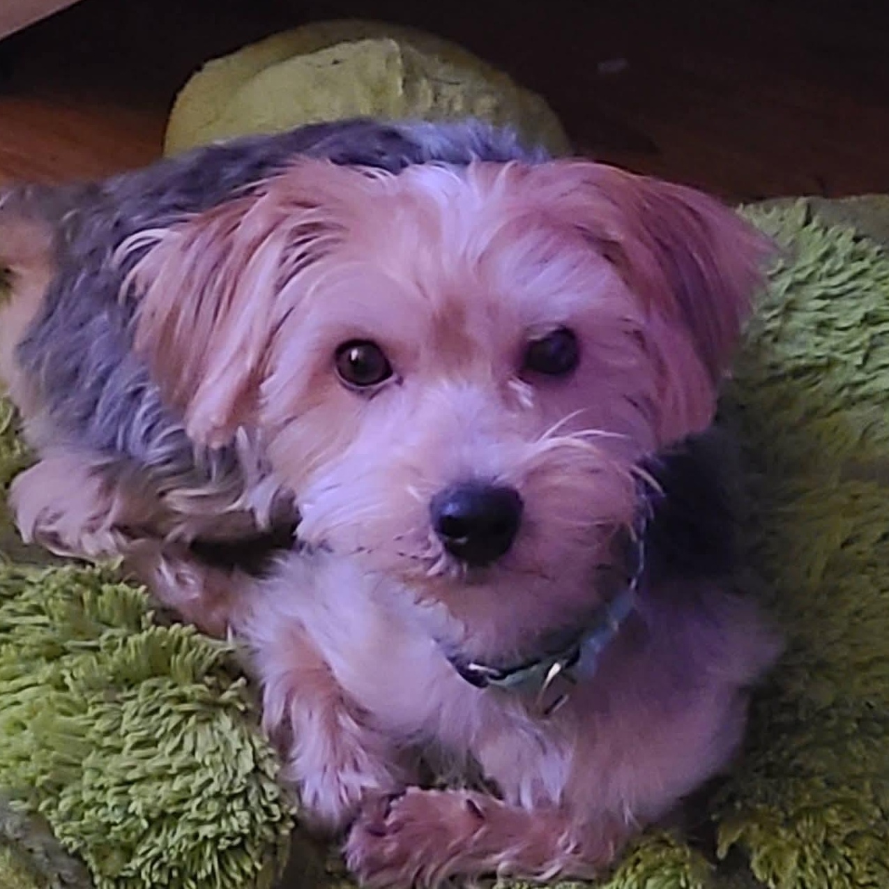 Enlarge Chewy, a ADOPTABLE mixed breed in Mount Bethel, PA image 1/6