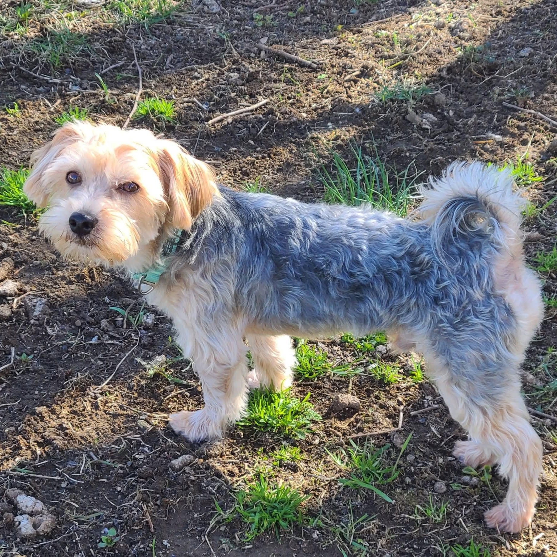 Enlarge Chewy, a ADOPTABLE mixed breed in Mount Bethel, PA image 3/6
