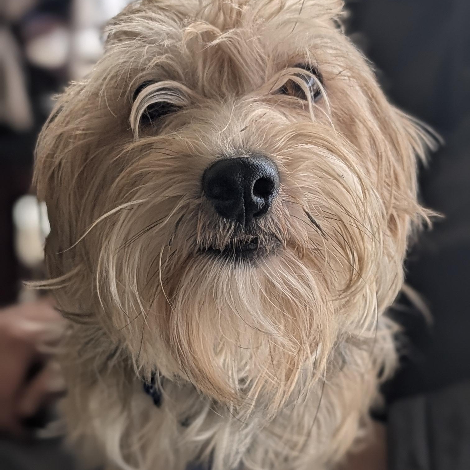 Enlarge Chewy, a ADOPTABLE Yorkshire Terrier in Mount Bethel, PA image 1/5