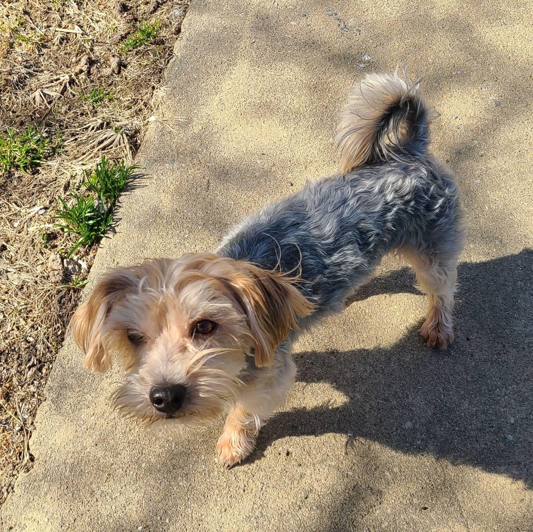 Enlarge Chewy, a ADOPTABLE mixed breed in Mount Bethel, PA image 6/6