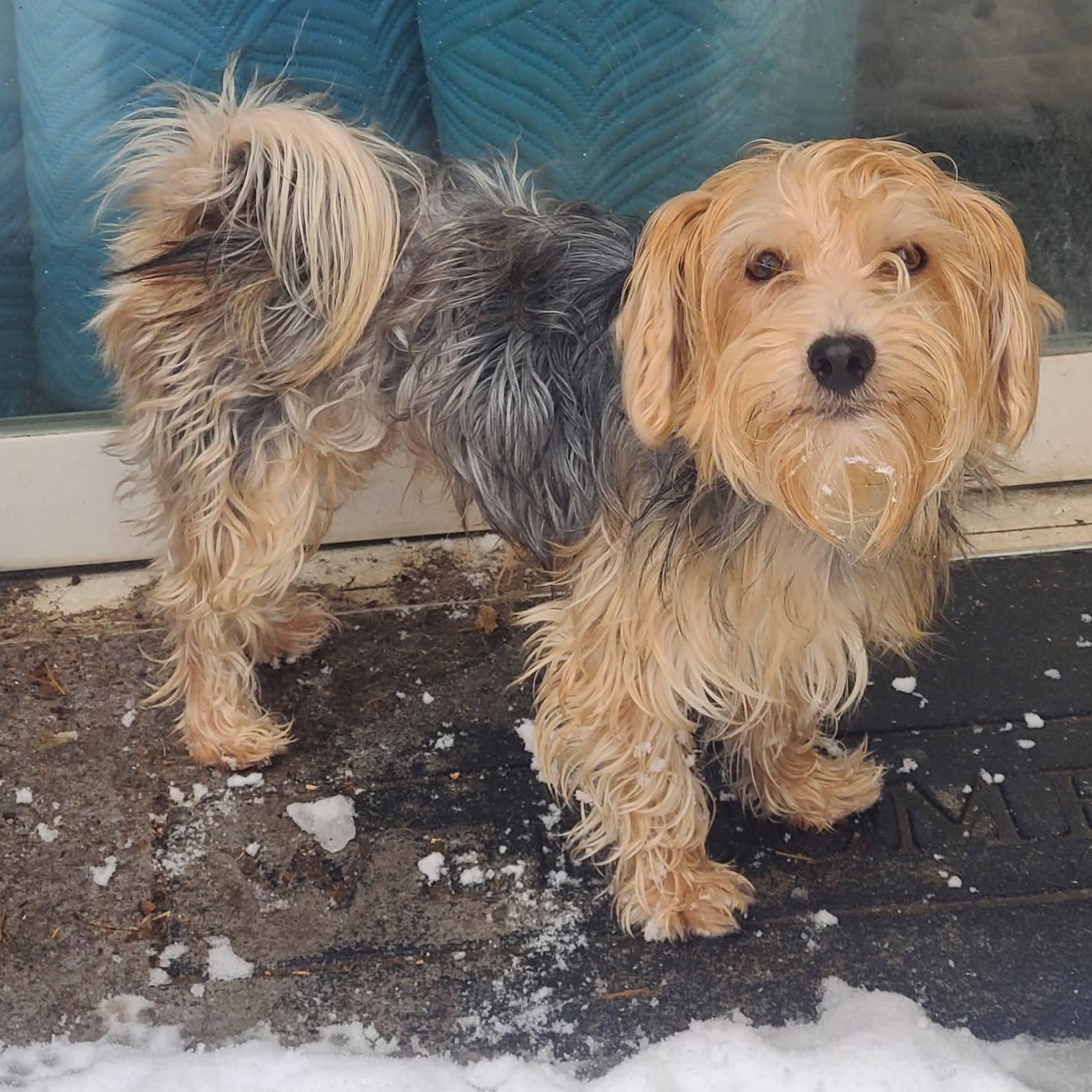 Enlarge Chewy, a ADOPTABLE Yorkshire Terrier in Mount Bethel, PA image 4/5