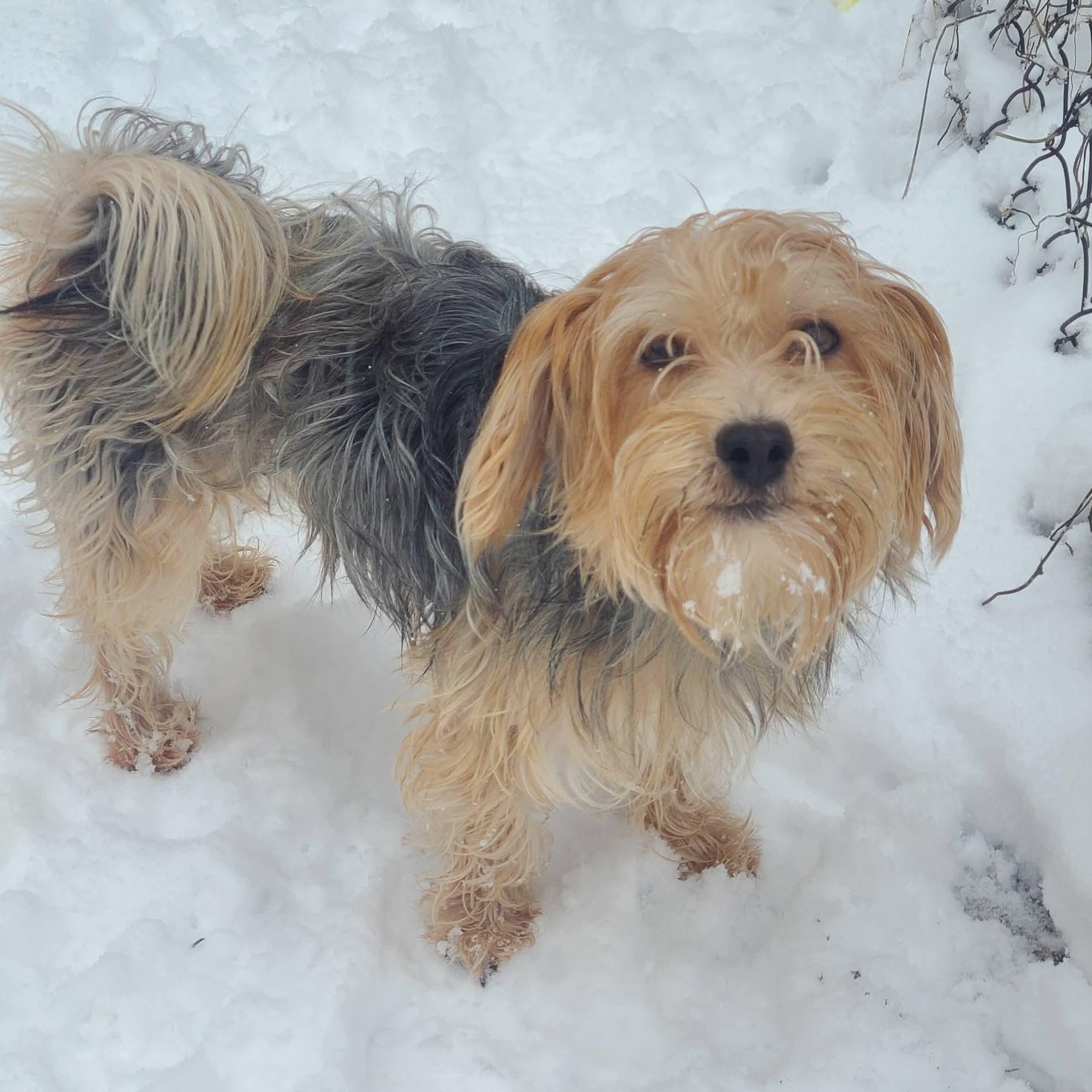 Chewy, ADOPTABLE, Young Male Yorkshire Terrier.