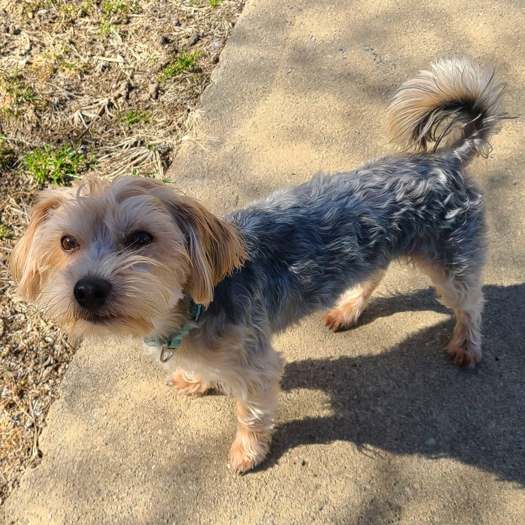 Enlarge Chewy, a ADOPTABLE mixed breed in Mount Bethel, PA image 5/6