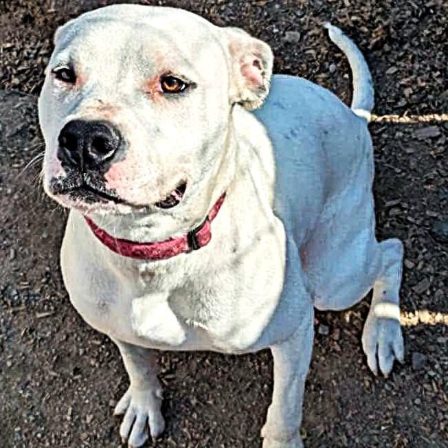 Rose, an adoptable Mixed Breed in Heuvelton, NY, 13654 | Photo Image 4