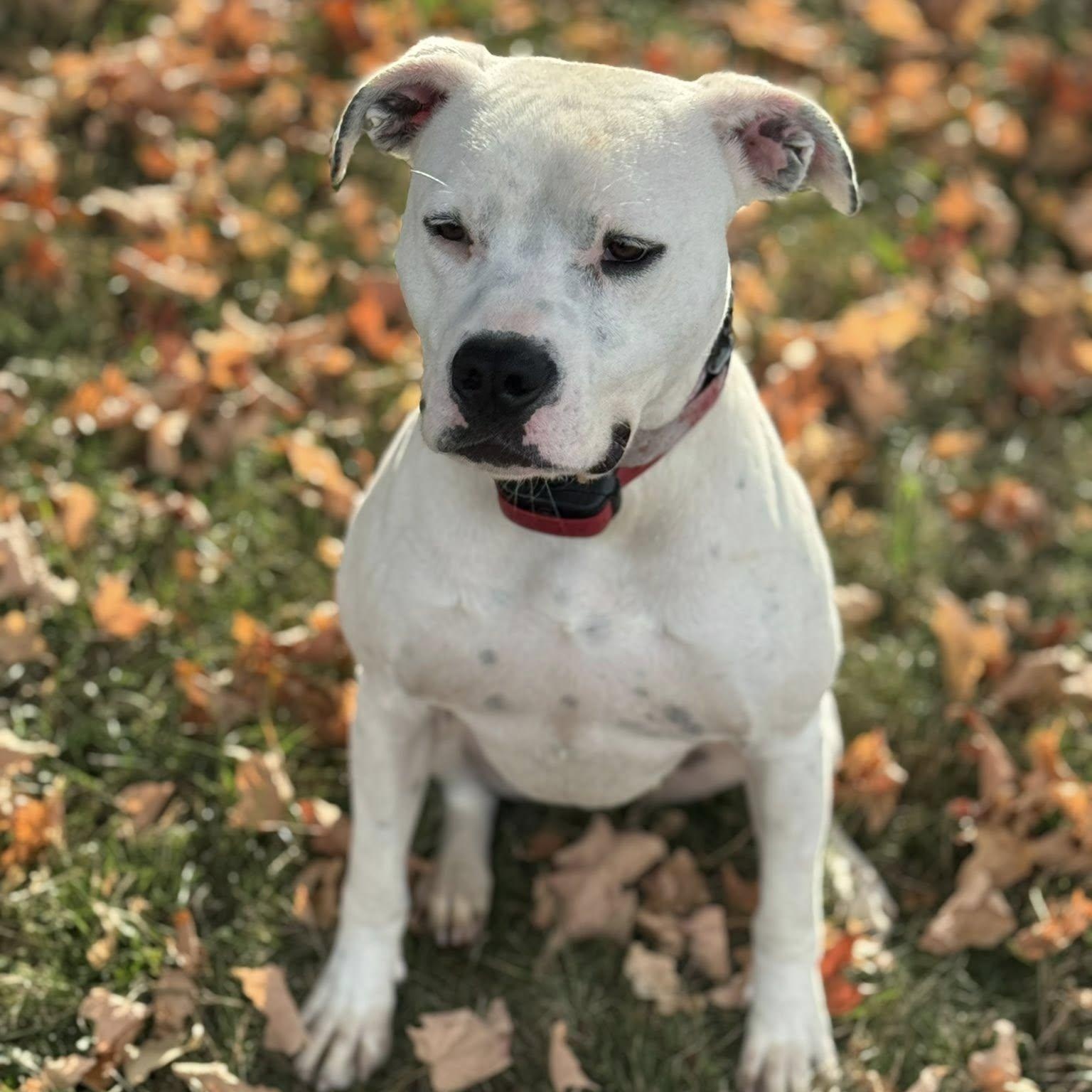Rose, an adoptable Mixed Breed in Heuvelton, NY, 13654 | Photo Image 6