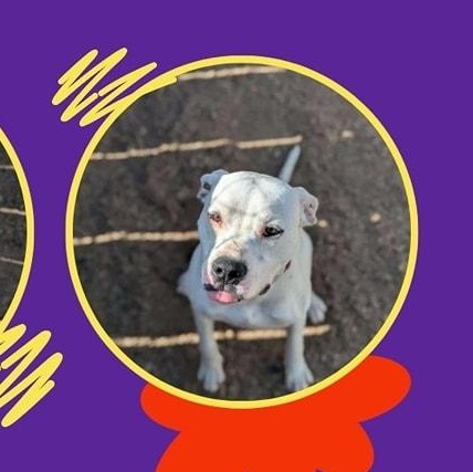 Rose, Young Female Pit Bull Terrier