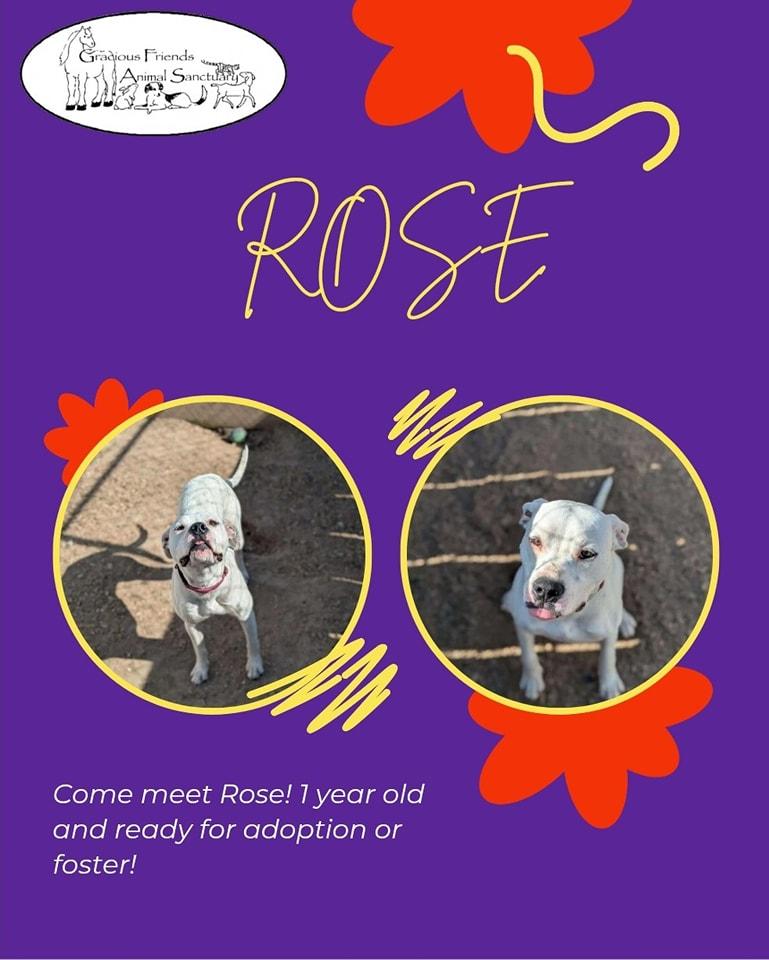 Rose, an adoptable Mixed Breed in Heuvelton, NY, 13654 | Photo Image 2