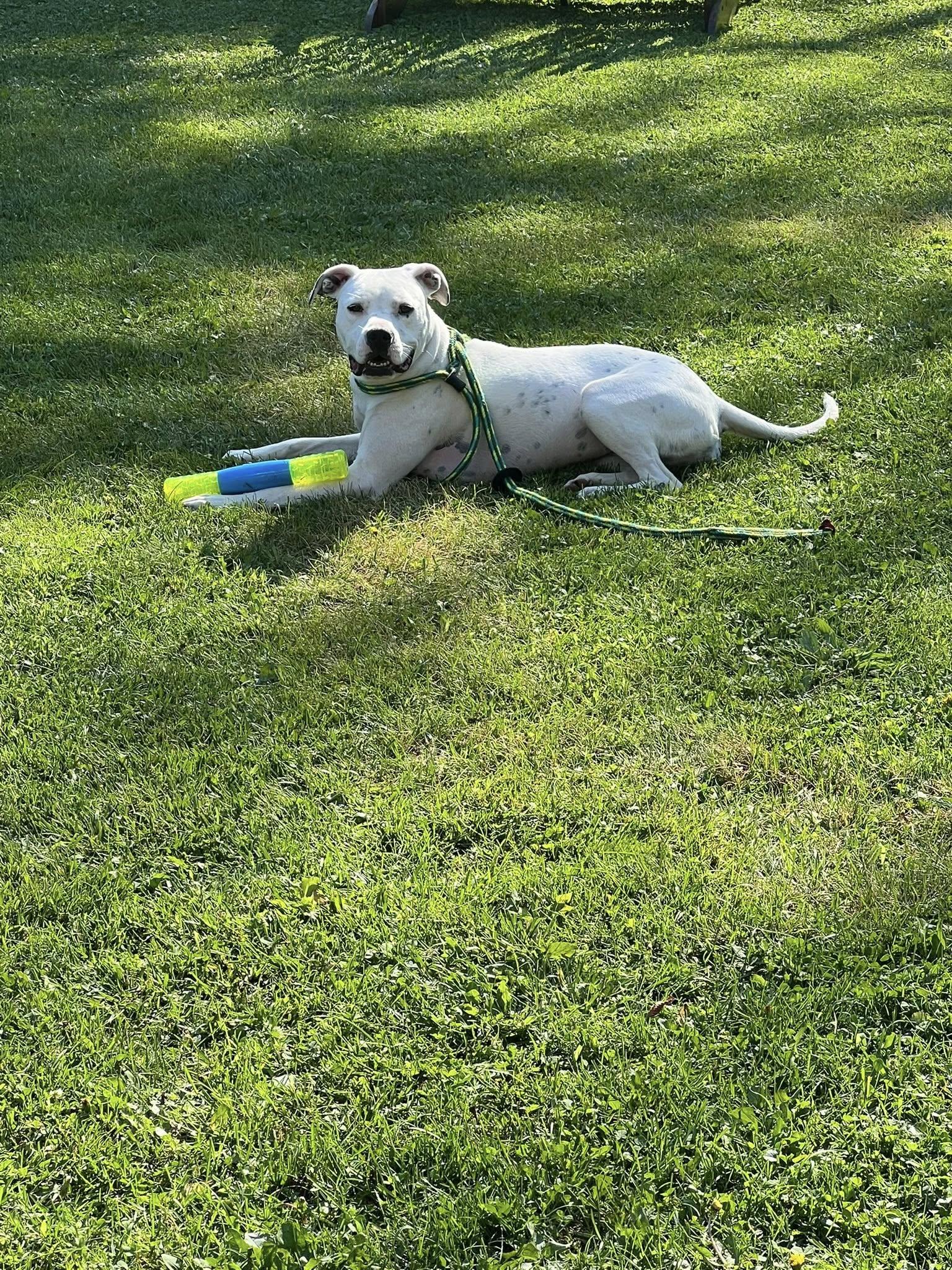 Rose, an adoptable Mixed Breed in Heuvelton, NY, 13654 | Photo Image 1