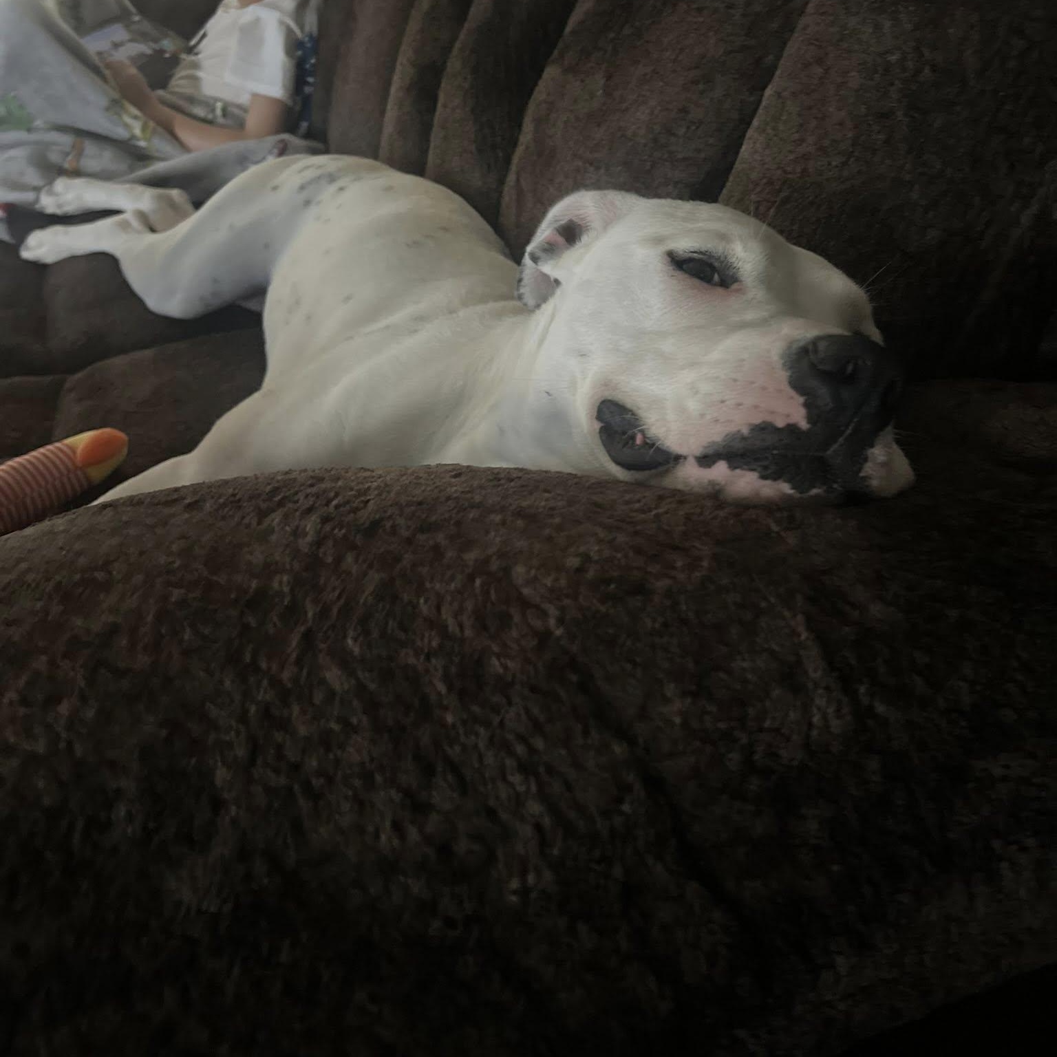 Rose, an adoptable Mixed Breed in Heuvelton, NY, 13654 | Photo Image 5