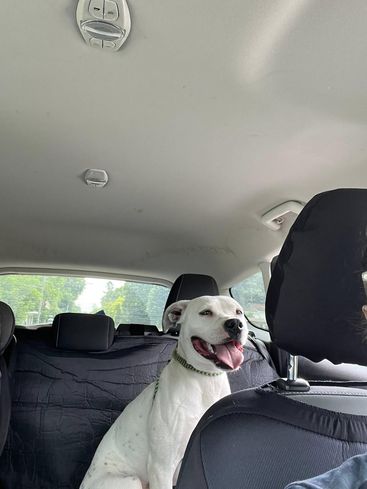 Rose, an adoptable Mixed Breed in Heuvelton, NY, 13654 | Photo Image 3