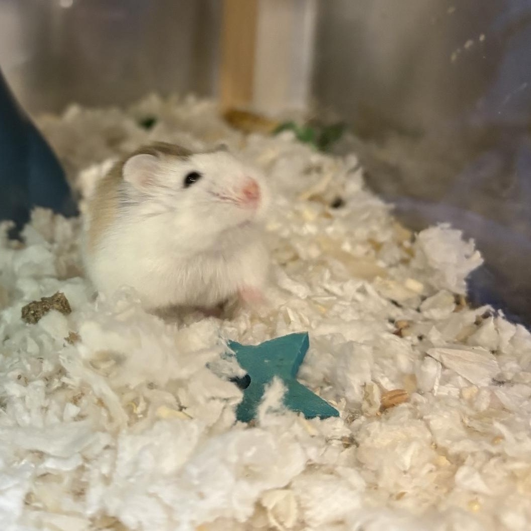 Enlarge Pip, an adopted Dwarf Hamster in Saint Charles, MO image 2/2