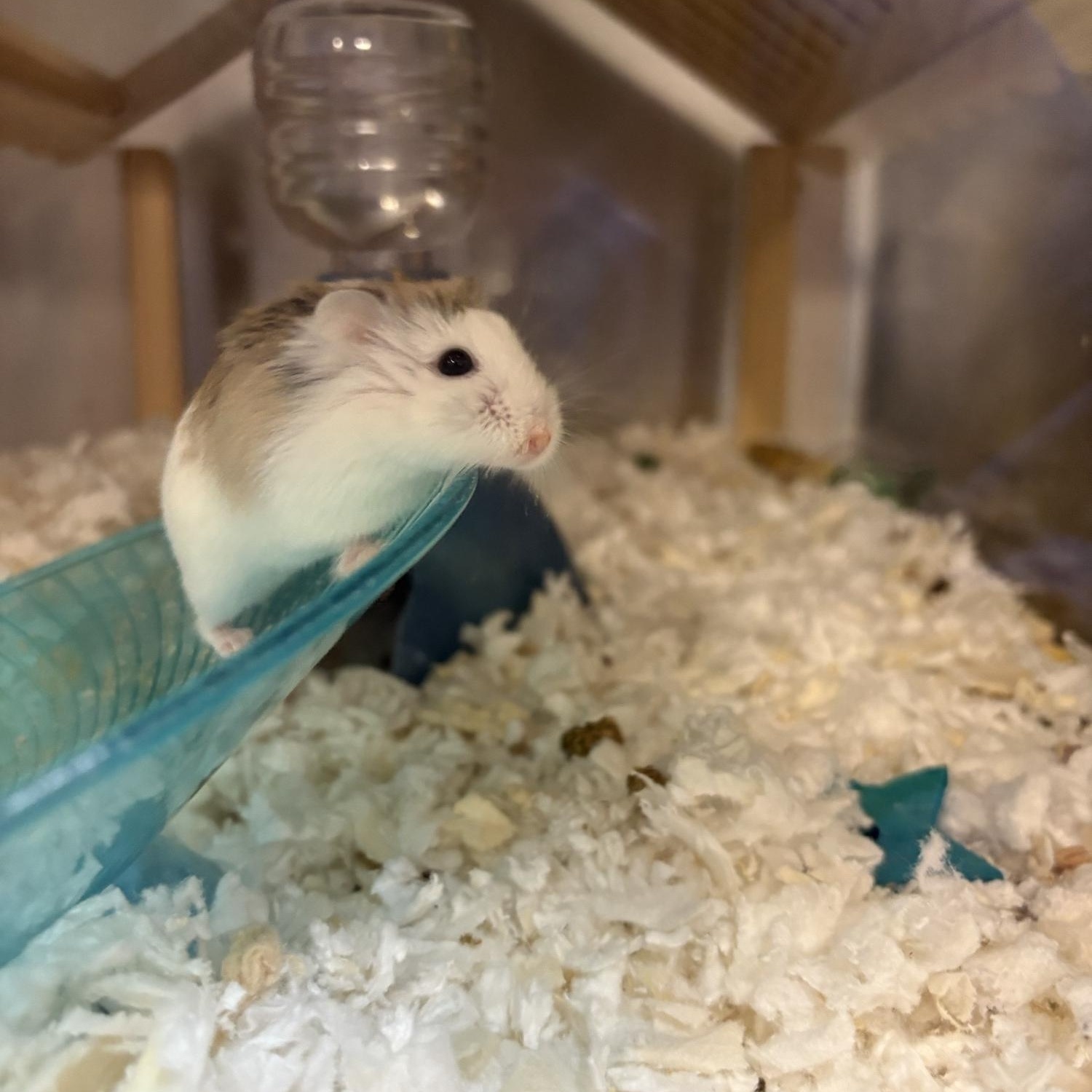 Enlarge Pip, an adopted Dwarf Hamster in Saint Charles, MO image 1/2