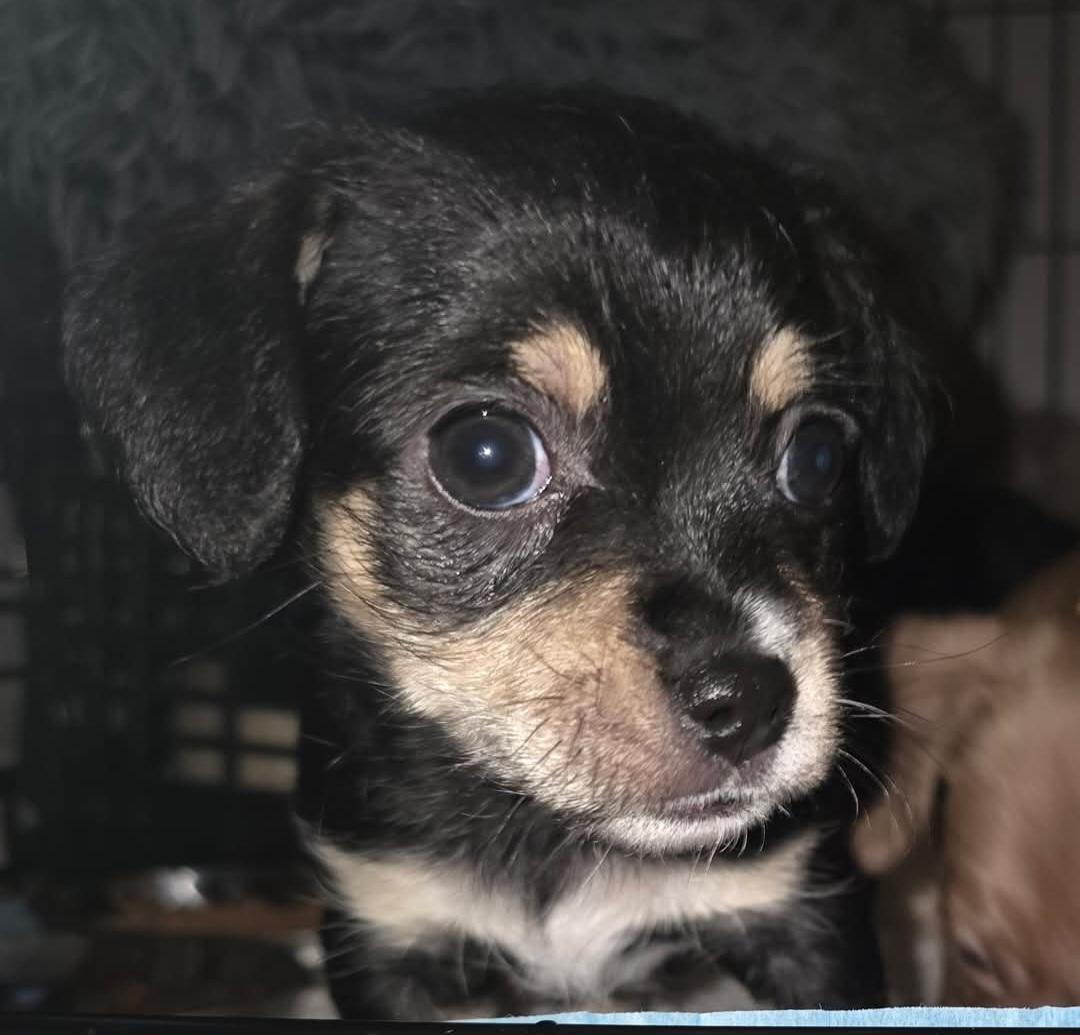Ripple, ADOPTABLE, Puppy Male Chihuahua.
