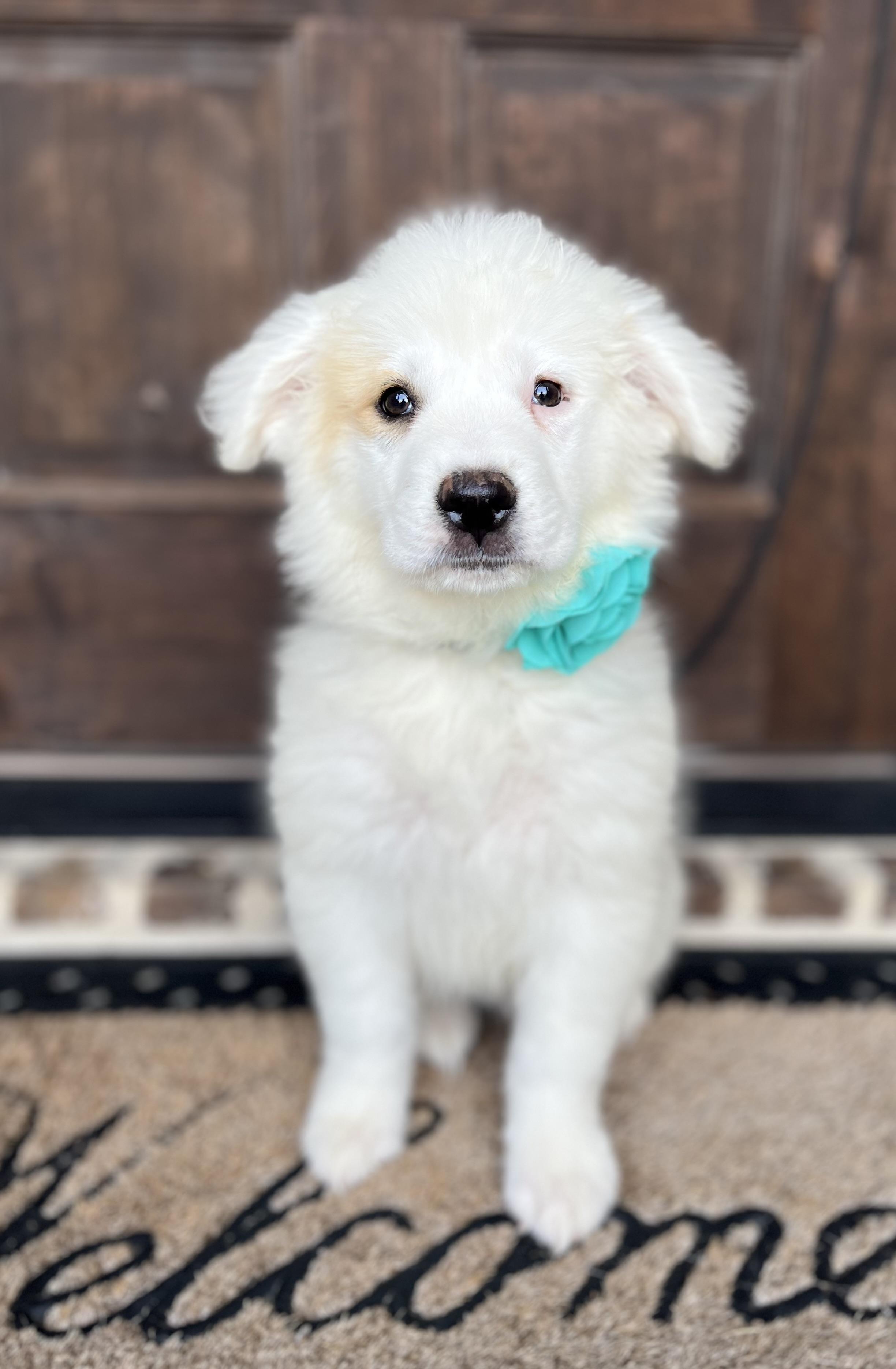 Enlarge Dandelion (Daffodil Farm), an adopted mixed breed in Mendham, NJ image 4/5