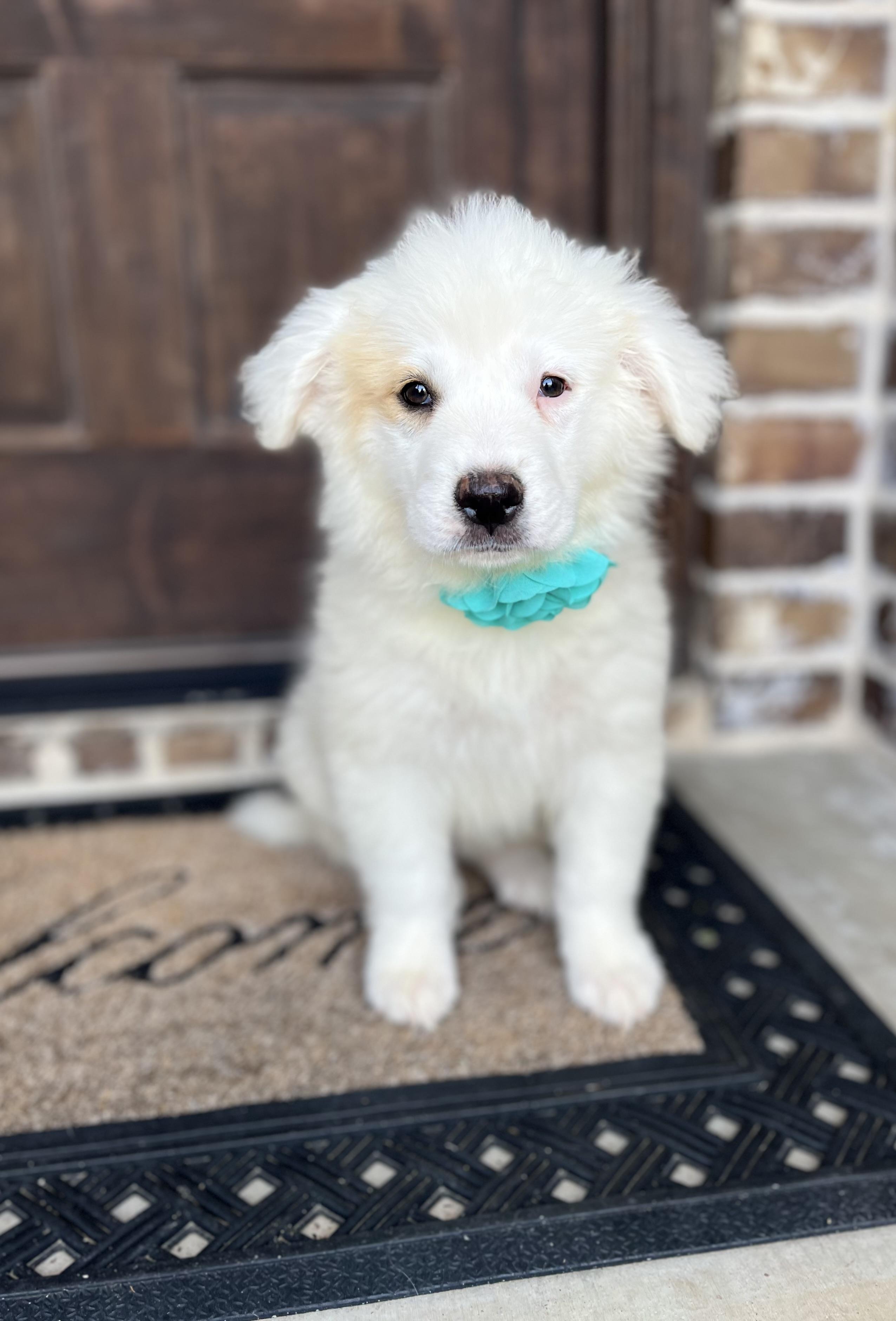 Dandelion (Daffodil Farm), adopted, Puppy Female Australian Shepherd & Great Pyrenees.