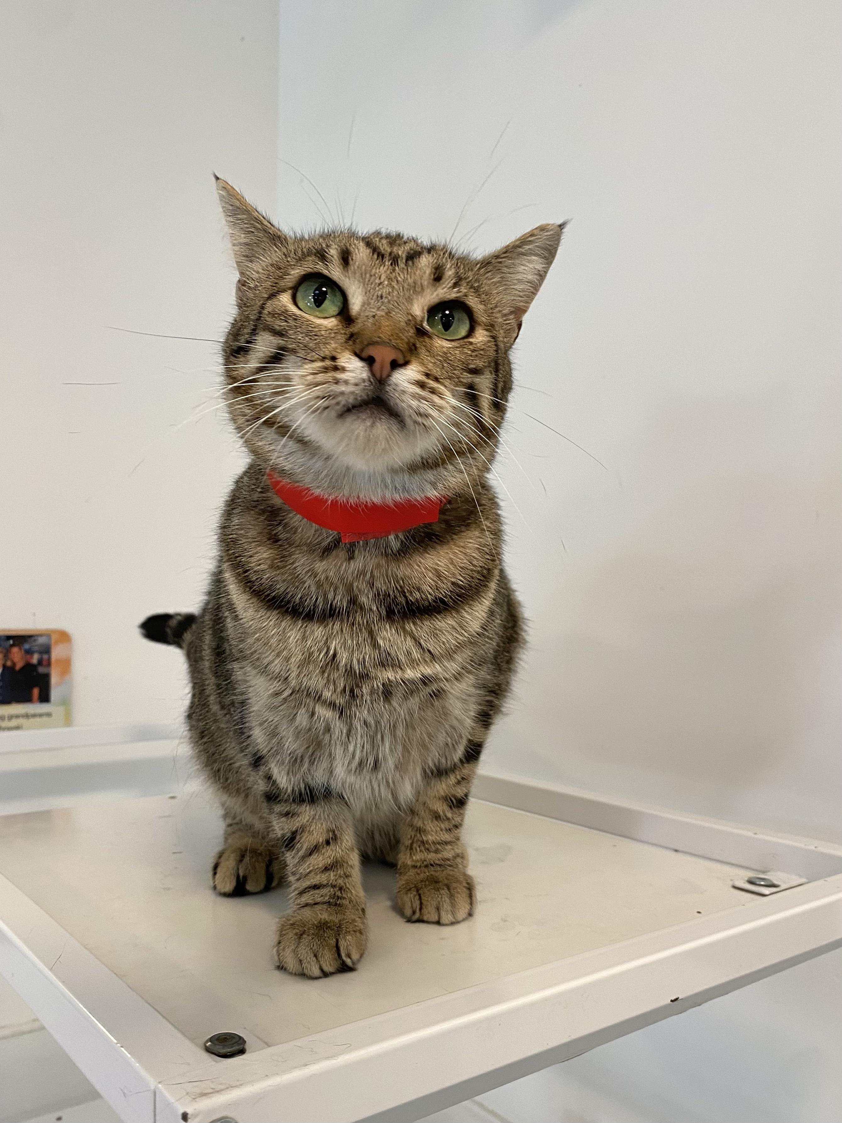 Trisha, Adoptable, Adult Female Domestic Short Hair.