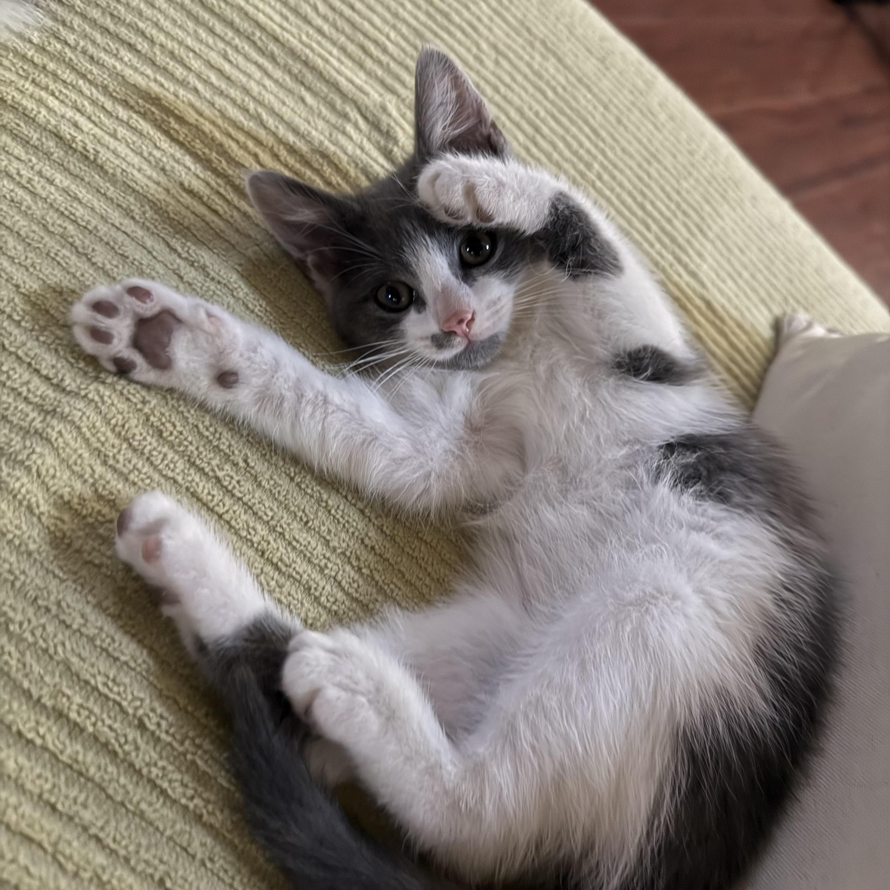 Judy and Kitty (bonded pair), ADOPTABLE, Kitten Female Domestic Medium Hair.