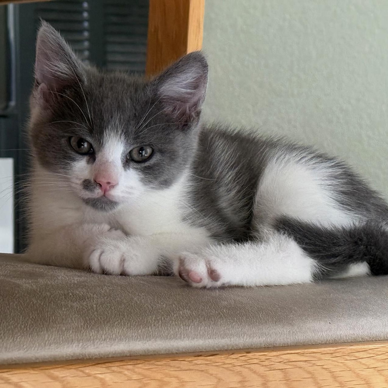 Judy and Kitty (bonded pair), a ADOPTABLE mixed breed in Sacramento, CA image 4/6