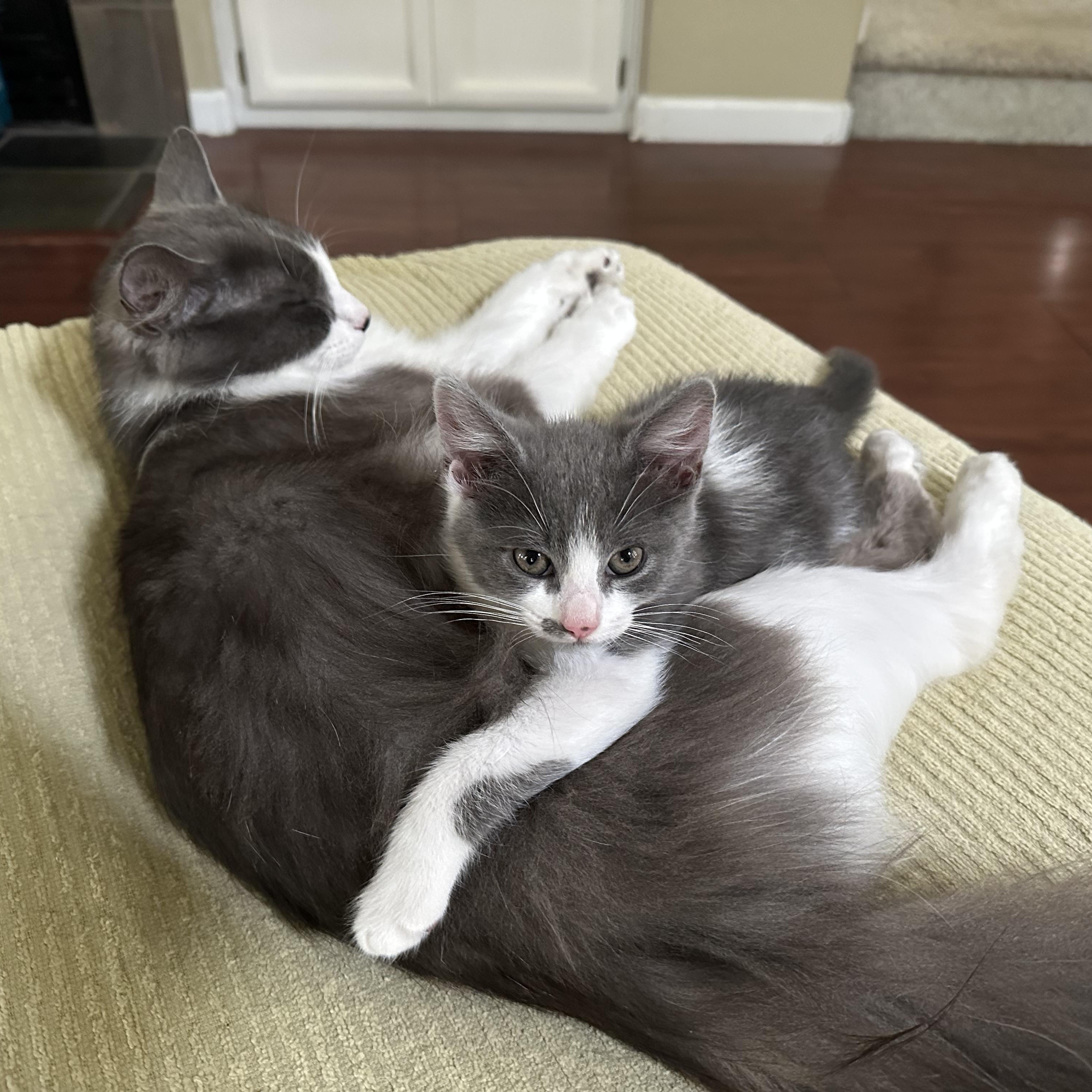 Judy and Kitty (bonded pair), a ADOPTABLE mixed breed in Sacramento, CA image 5/6