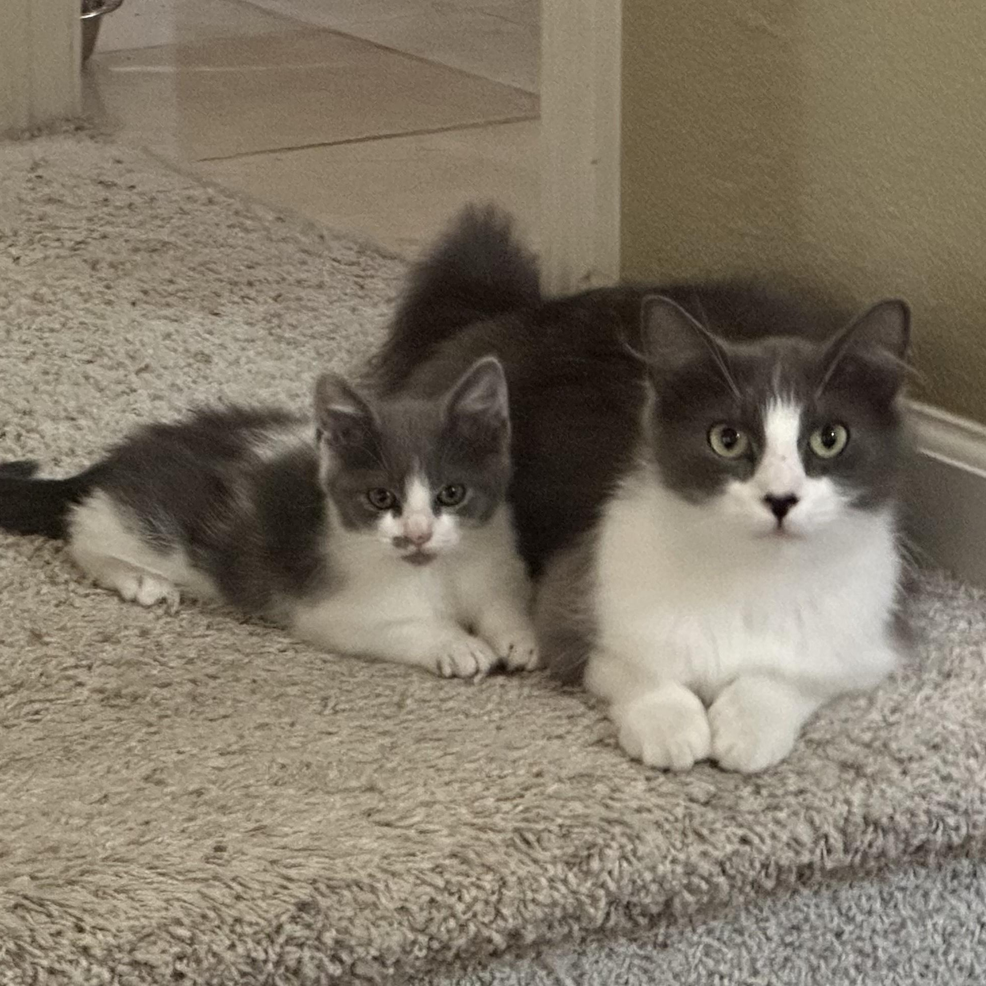 Judy and Kitty (bonded pair), a ADOPTABLE mixed breed in Sacramento, CA image 6/6