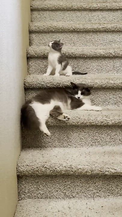 Enlarge Judy and Kitty (bonded pair), a ADOPTABLE mixed breed in Sacramento, CA video 3/6