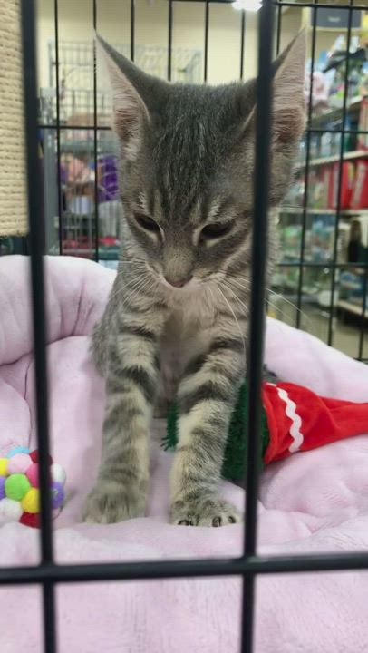 Enlarge Ace, a Adopted Domestic Short Hair in Goodyear, AZ video 6/11