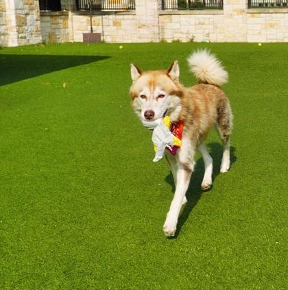 Nala, Adoptable, Adult Female Siberian Husky & Mixed Breed.