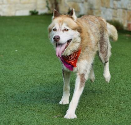 Enlarge Nala, a Adoptable mixed breed in North Richland Hills, TX image 2/3