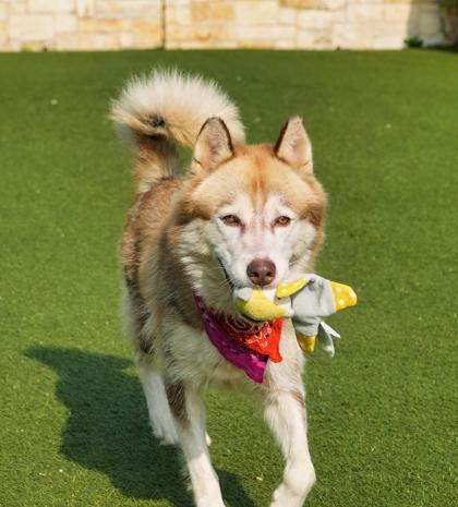 Enlarge Nala, a Adoptable mixed breed in North Richland Hills, TX image 3/3