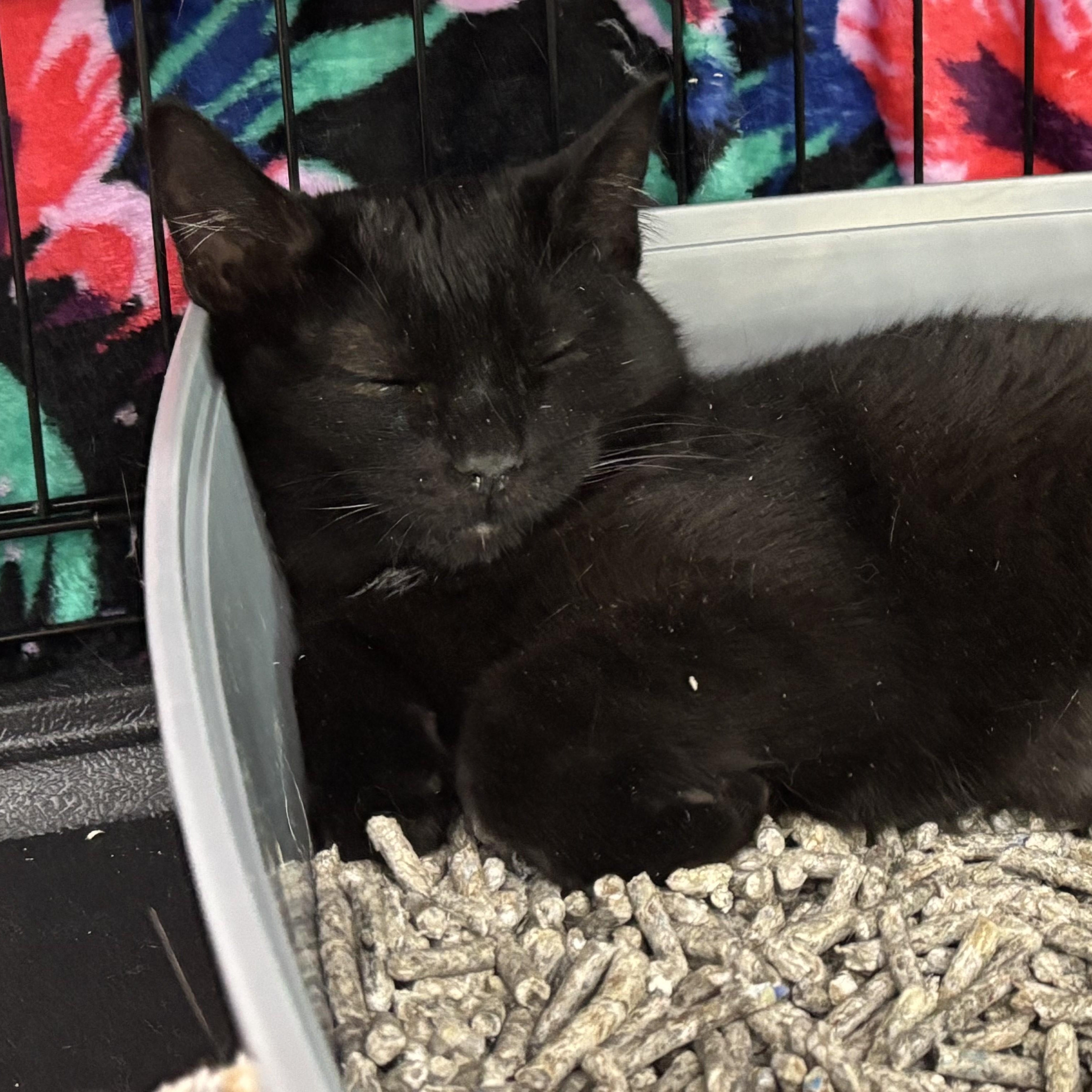 Enlarge Walnut, a Adoptable Domestic Short Hair in Allison Park, PA image 1/1