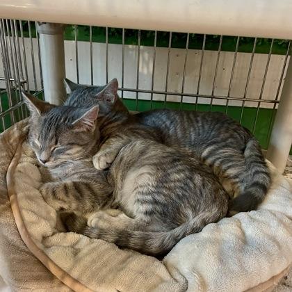Gator (with Alli), an adopted Domestic Short Hair in Annapolis, MD image 2/2