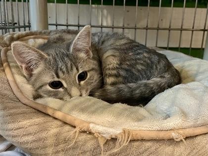 Gator (with Alli), adopted, Young Male Domestic Short Hair.