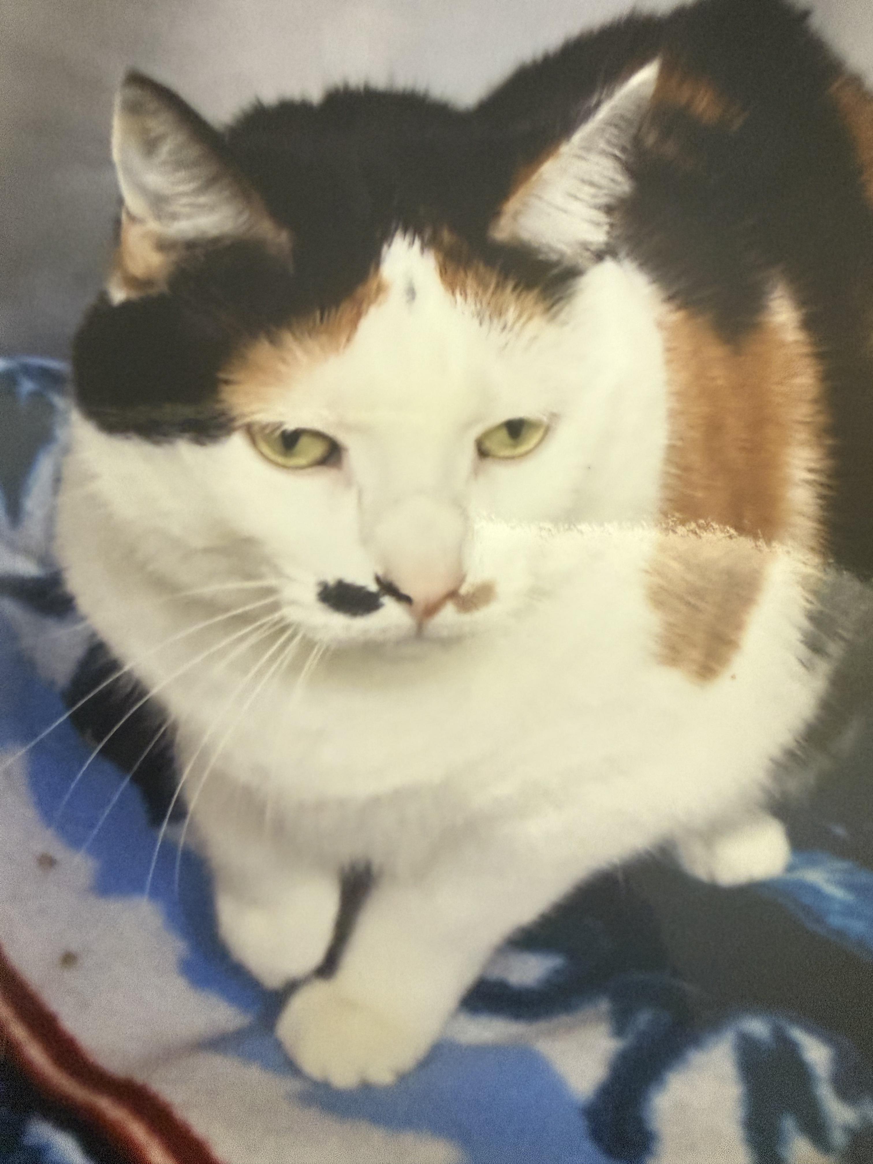 Gwenivere, ADOPTABLE, Senior Female Calico.