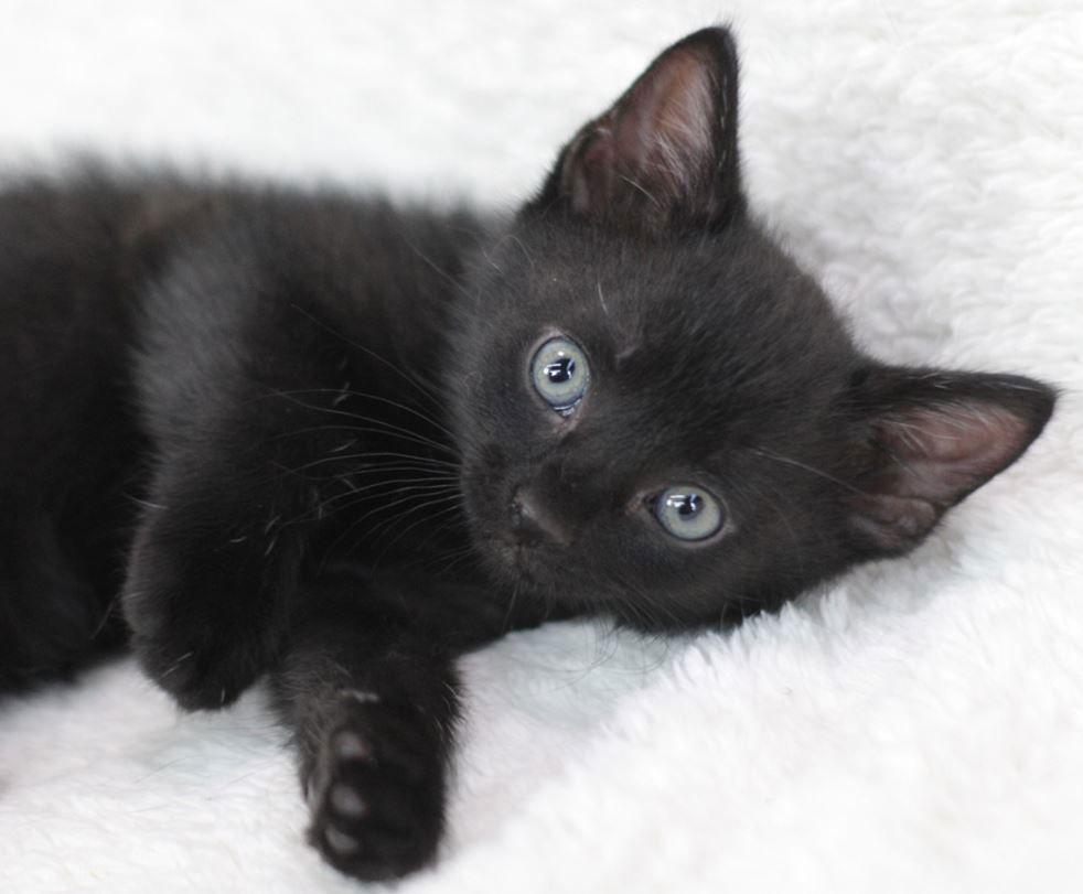 Clark F, a Adopted Domestic Short Hair in Cary, NC image 1/3