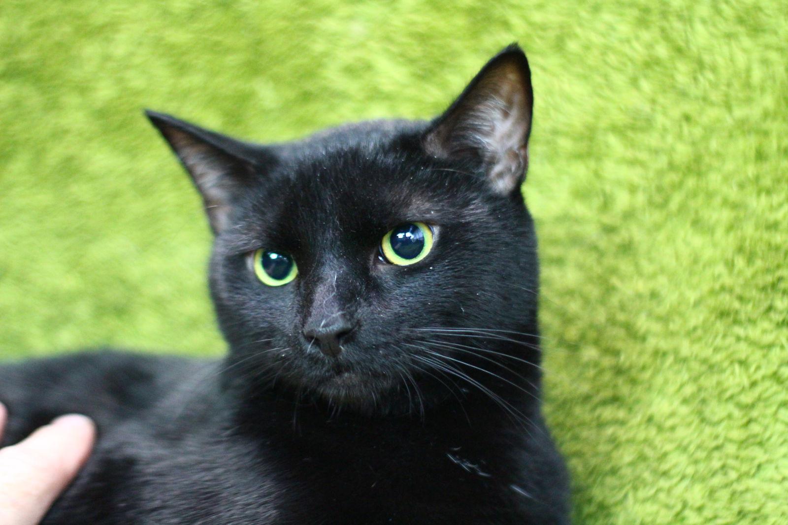 Clark F, a Adopted Domestic Short Hair in Cary, NC image 2/3