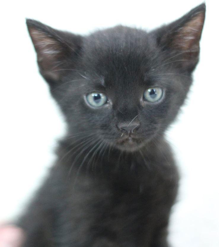 Clark F, a Adopted Domestic Short Hair in Cary, NC image 3/3