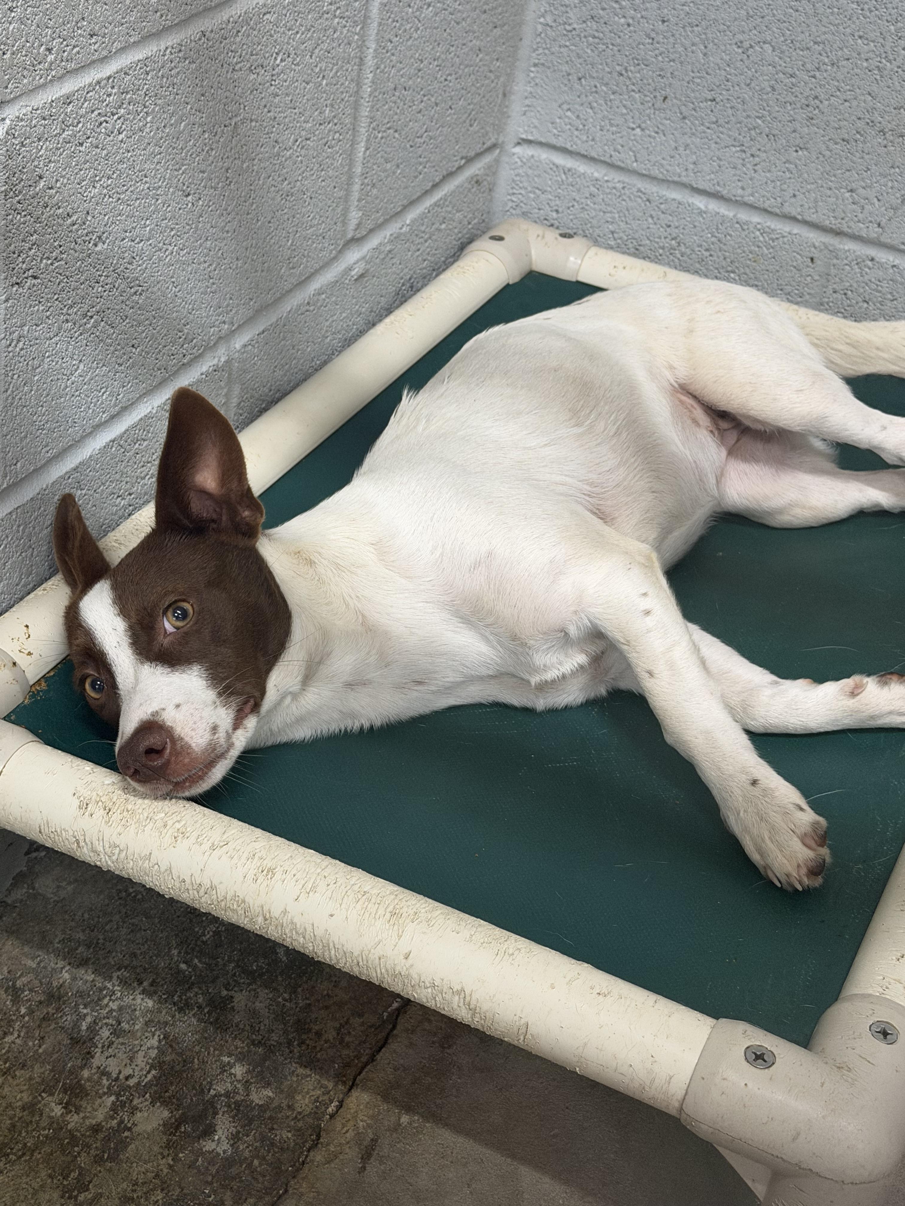 Enlarge Pawtato, an adopted mixed breed in Elizabethtown, NC image 1/1