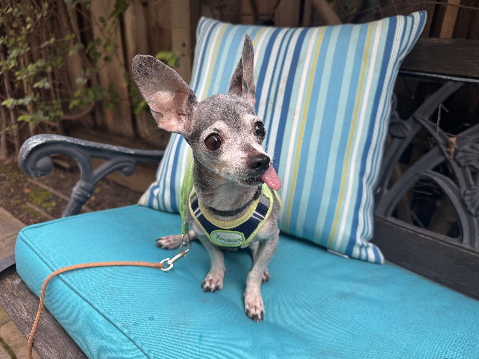 Enlarge Baxter, a Adoptable Chihuahua in Santa Clara, CA image 1/2