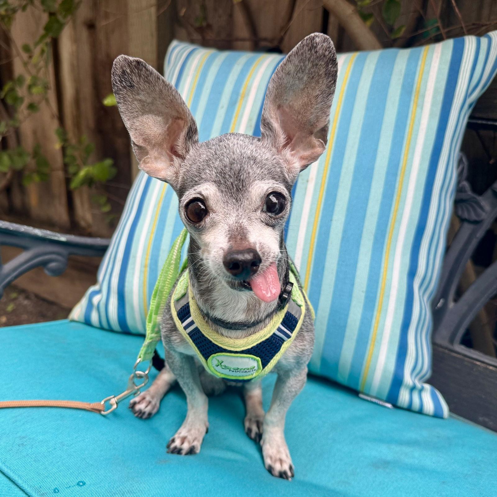 Baxter, Adoptable, Senior Male Chihuahua.