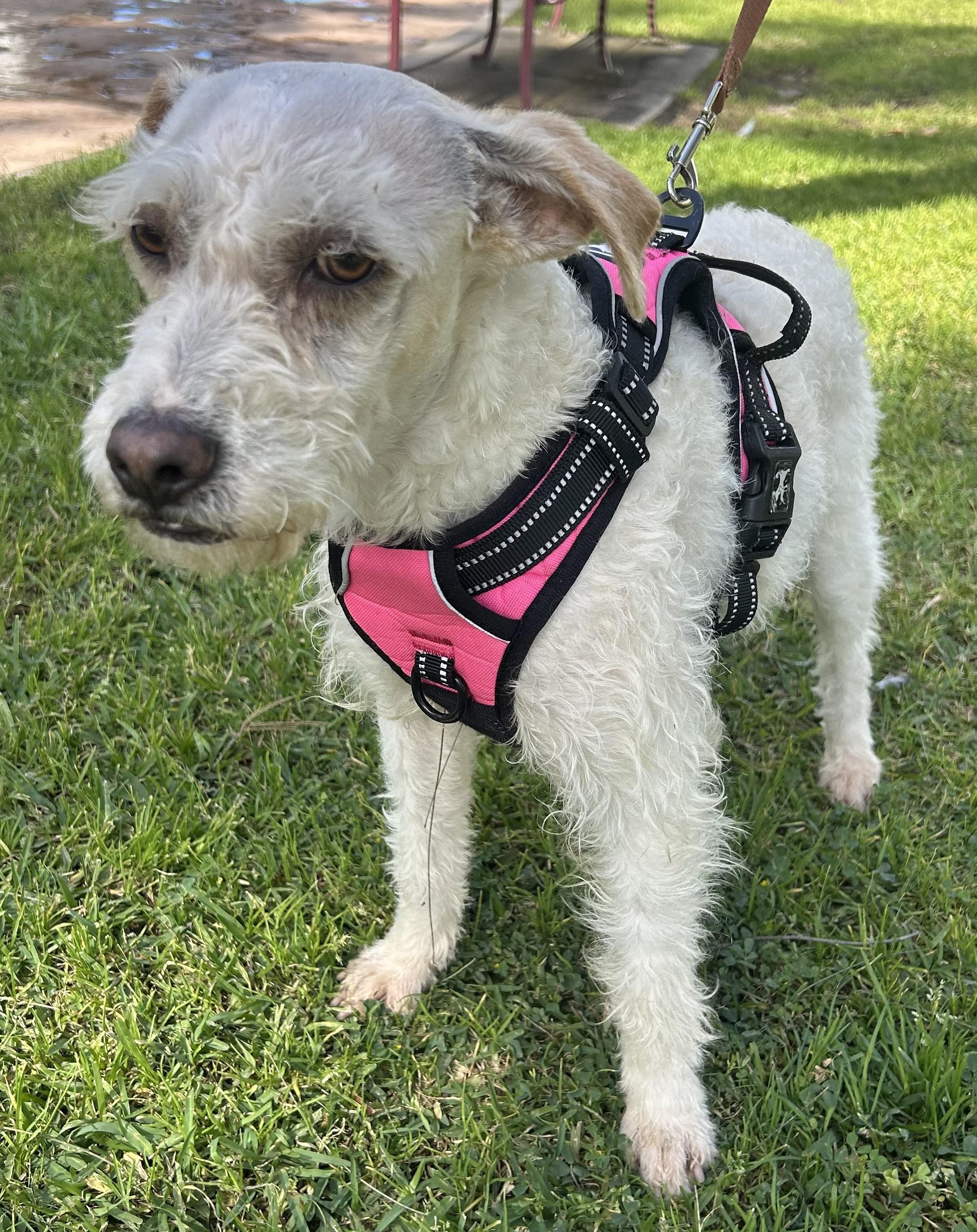 Enlarge FAITH, a ADOPTABLE mixed breed in Bell Gardens, CA image 1/6