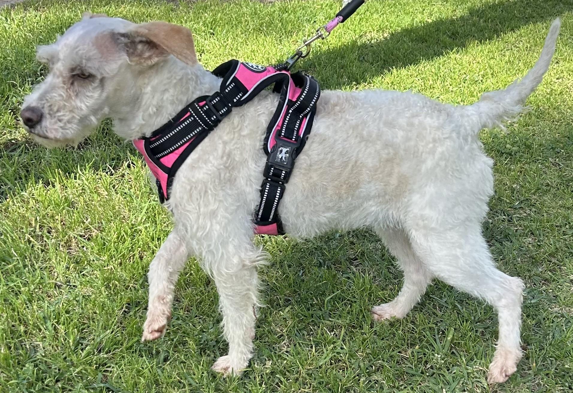 Enlarge FAITH, a ADOPTABLE mixed breed in Bell Gardens, CA image 3/6