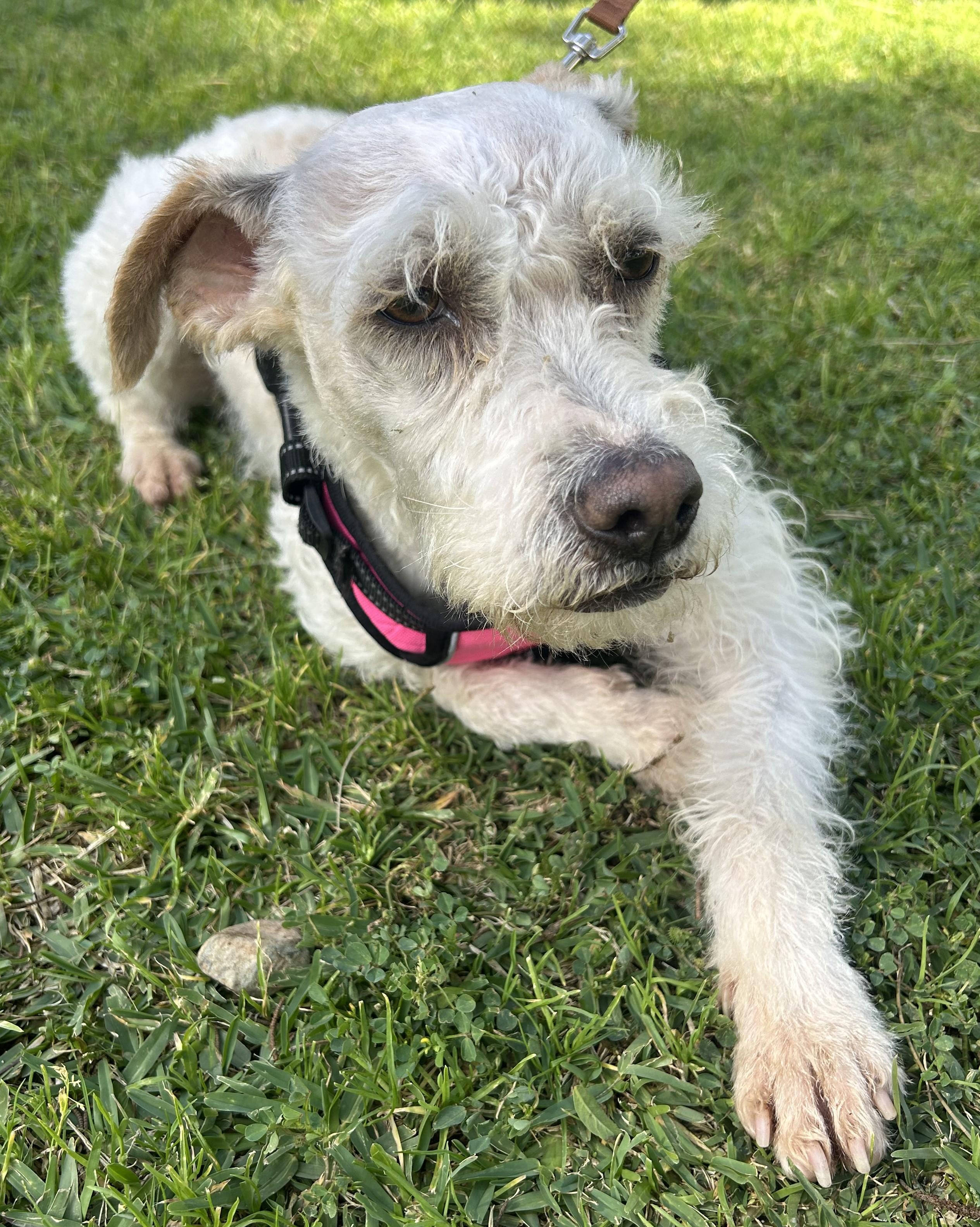 Enlarge FAITH, a ADOPTABLE mixed breed in Bell Gardens, CA image 6/6